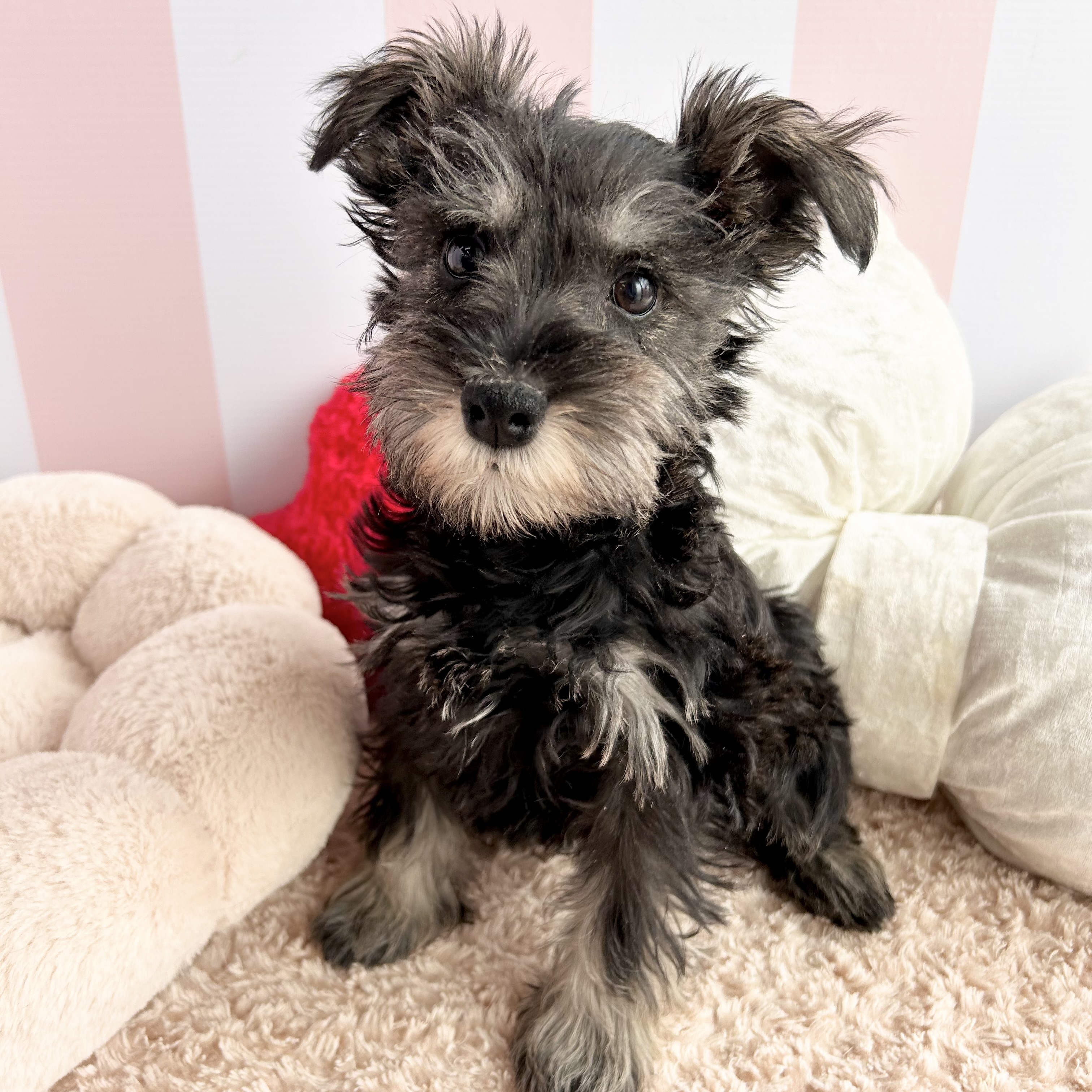 岡山県のミニチュアシュナウザー (犬の家＆猫の里倉敷中庄店/2025年12月13日生まれ/男の子/ソルトペッパー)の子犬の4枚目の画像