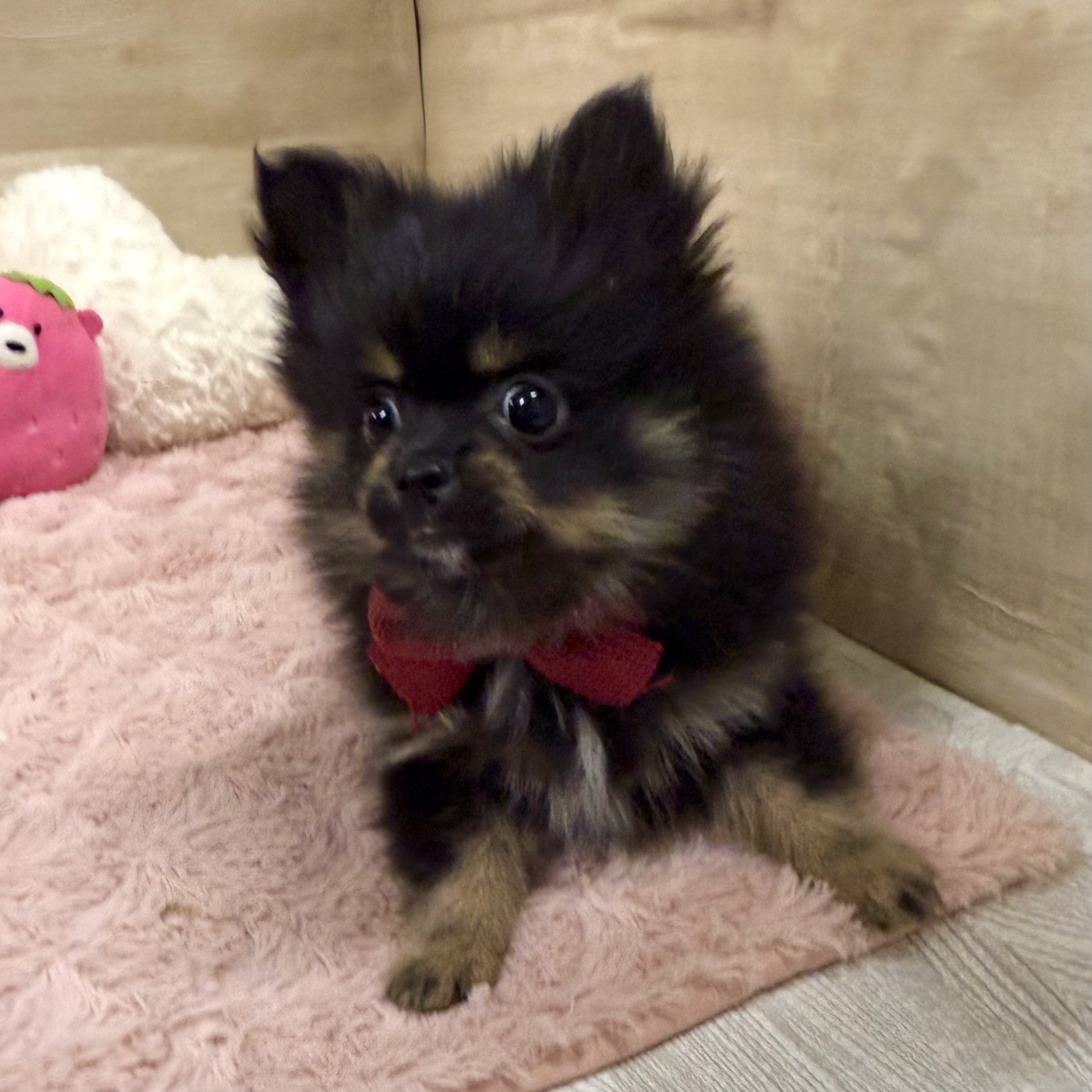 大阪府のポメチワ/チワポメ/ポメチー(ポメラニアン×チワワ) (犬の家＆猫の里そよら東岸和田店/2025年11月20日生まれ/男の子/ブラックタン)の子犬の4枚目の画像