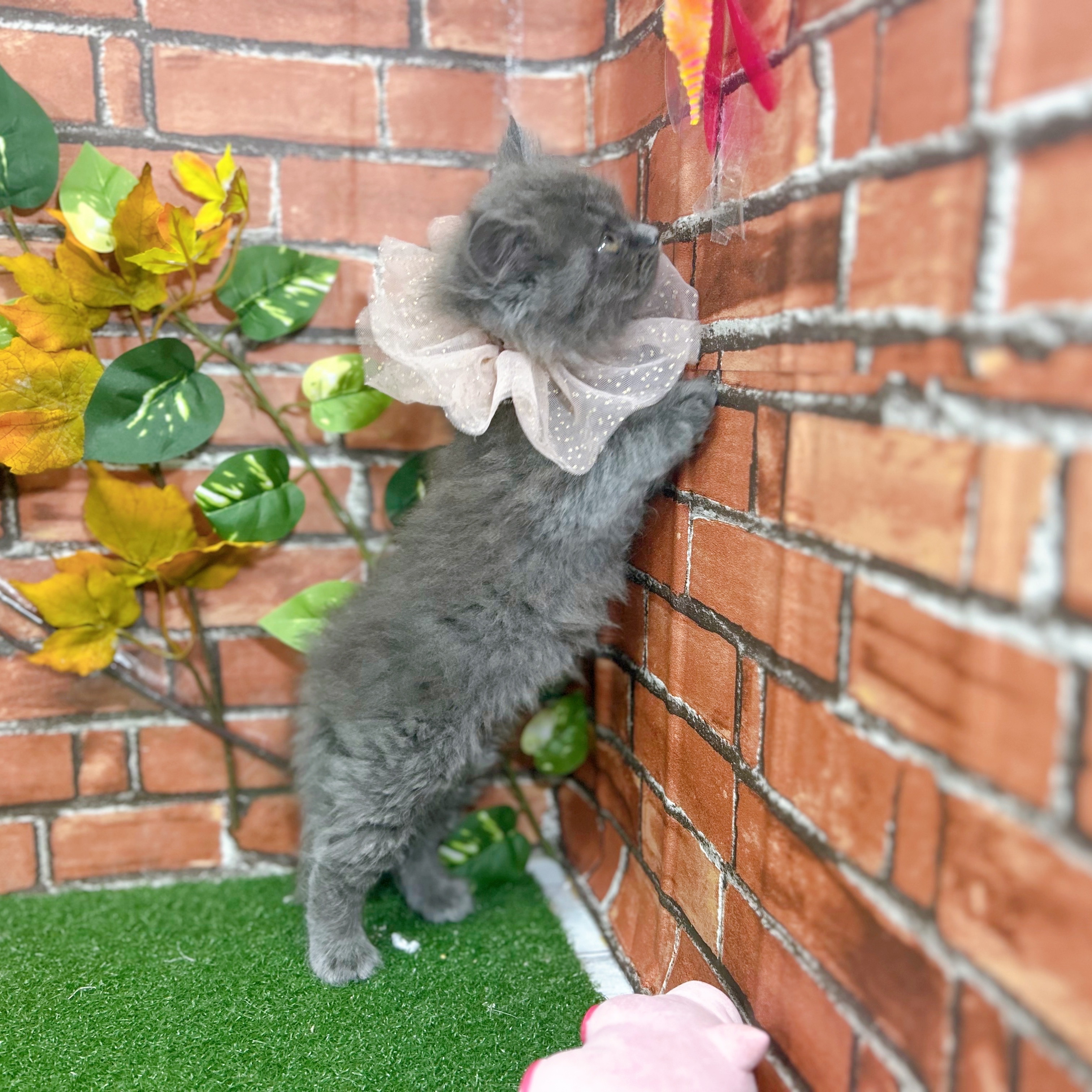 神奈川県のスコティッシュフォールド (犬の家＆猫の里小田原店/2025年9月5日生まれ/女の子/ブルー)の子猫の4枚目の画像