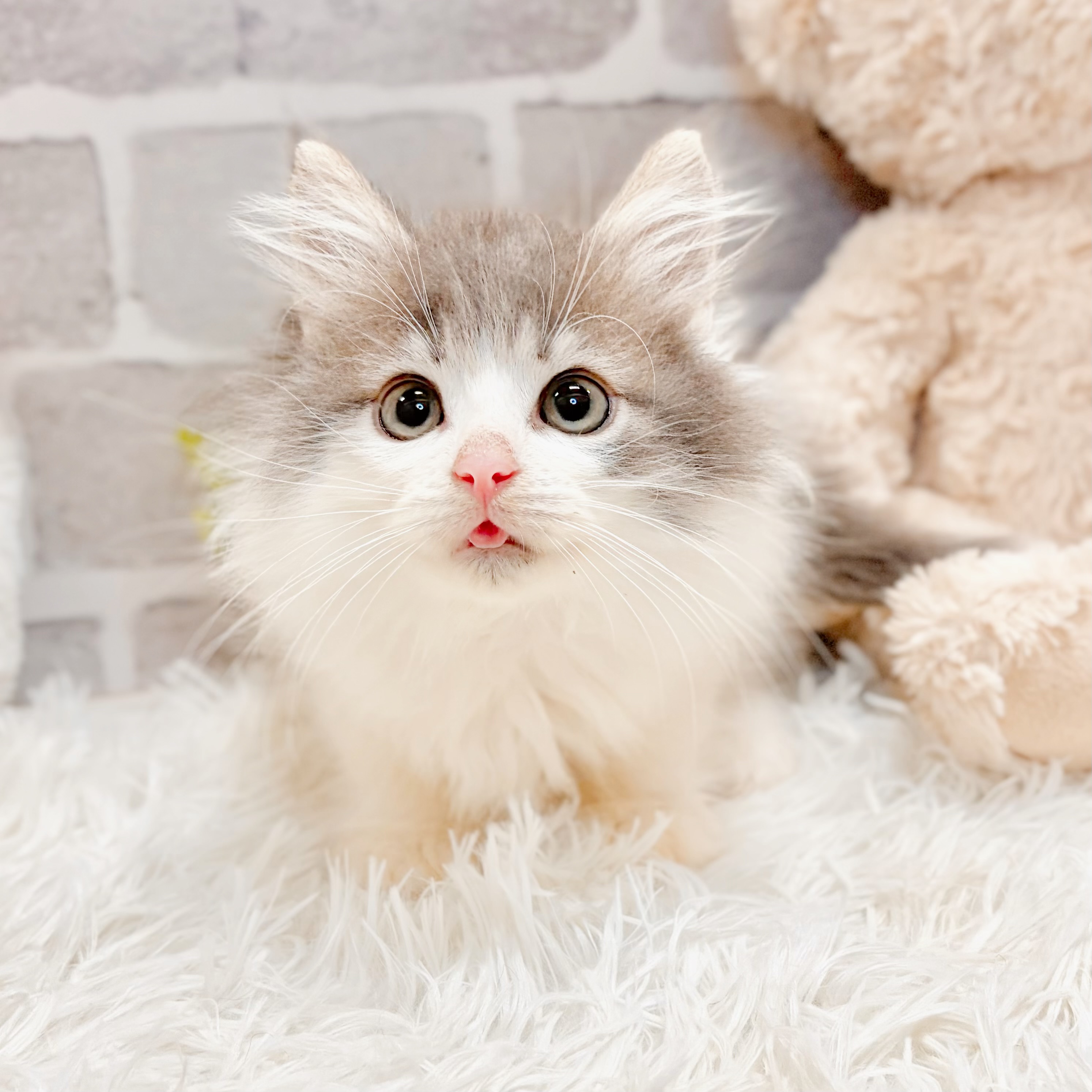 兵庫県のノルウェージャンフォレストキャット (犬の家＆猫の里神戸店/2026年3月2日生まれ/男の子/ブルータビーホワイト)の子猫の4枚目の画像