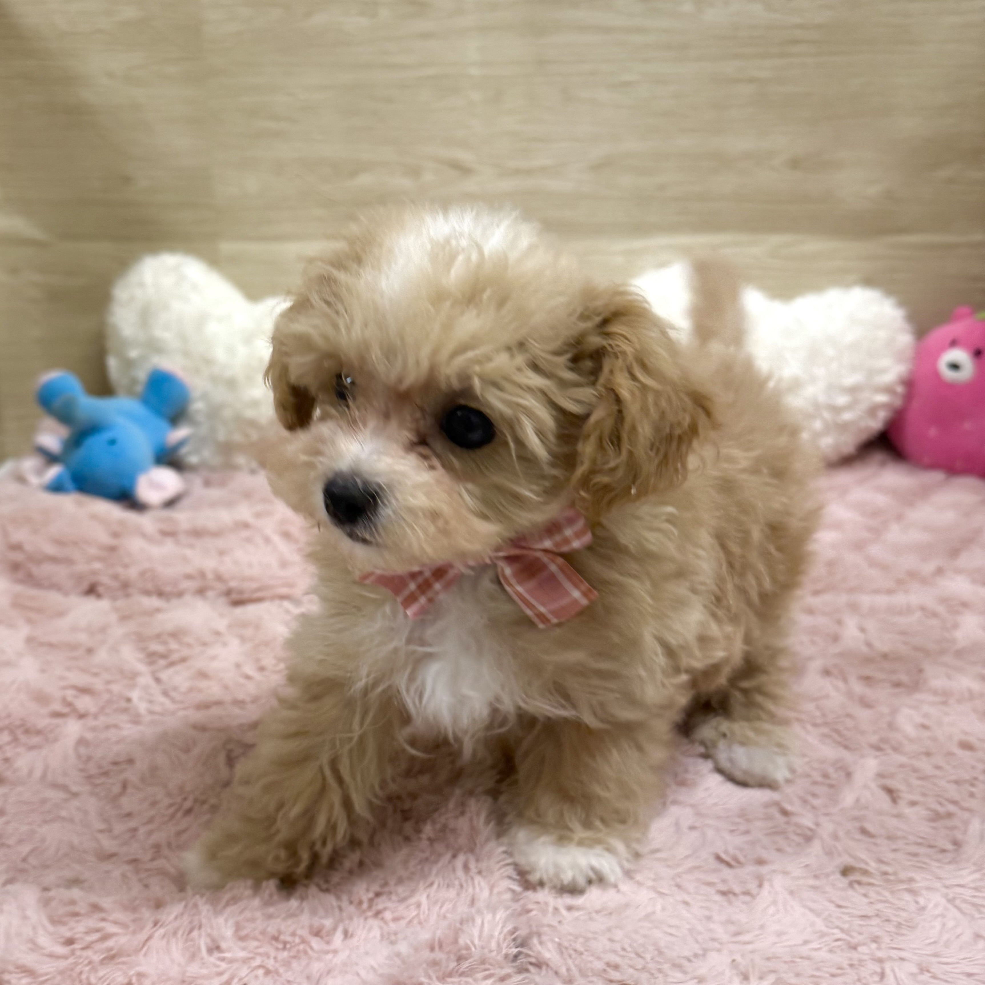 大阪府のマルプー(マルチーズ×プードル) (犬の家＆猫の里そよら東岸和田店/2025年12月1日生まれ/男の子/アプリコットホワイト)の子犬の4枚目の画像