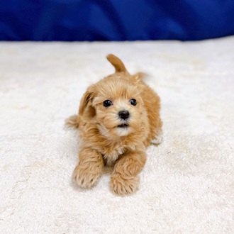 愛知県のマルプー(マルチーズ×プードル) (犬の家＆猫の里一宮店/2025年11月25日生まれ/女の子/アプリコット)の子犬の4枚目の画像