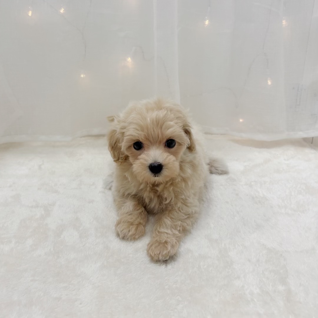千葉県のマルプー(マルチーズ×プードル) (犬の家＆猫の里BIGHOPガーデンモール印西店/2025年8月30日生まれ/女の子/アプリコット)の子犬の4枚目の画像