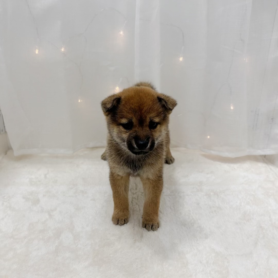 千葉県の豆柴 (犬の家＆猫の里BIGHOPガーデンモール印西店/2025年8月30日生まれ/女の子/赤)の子犬の4枚目の画像
