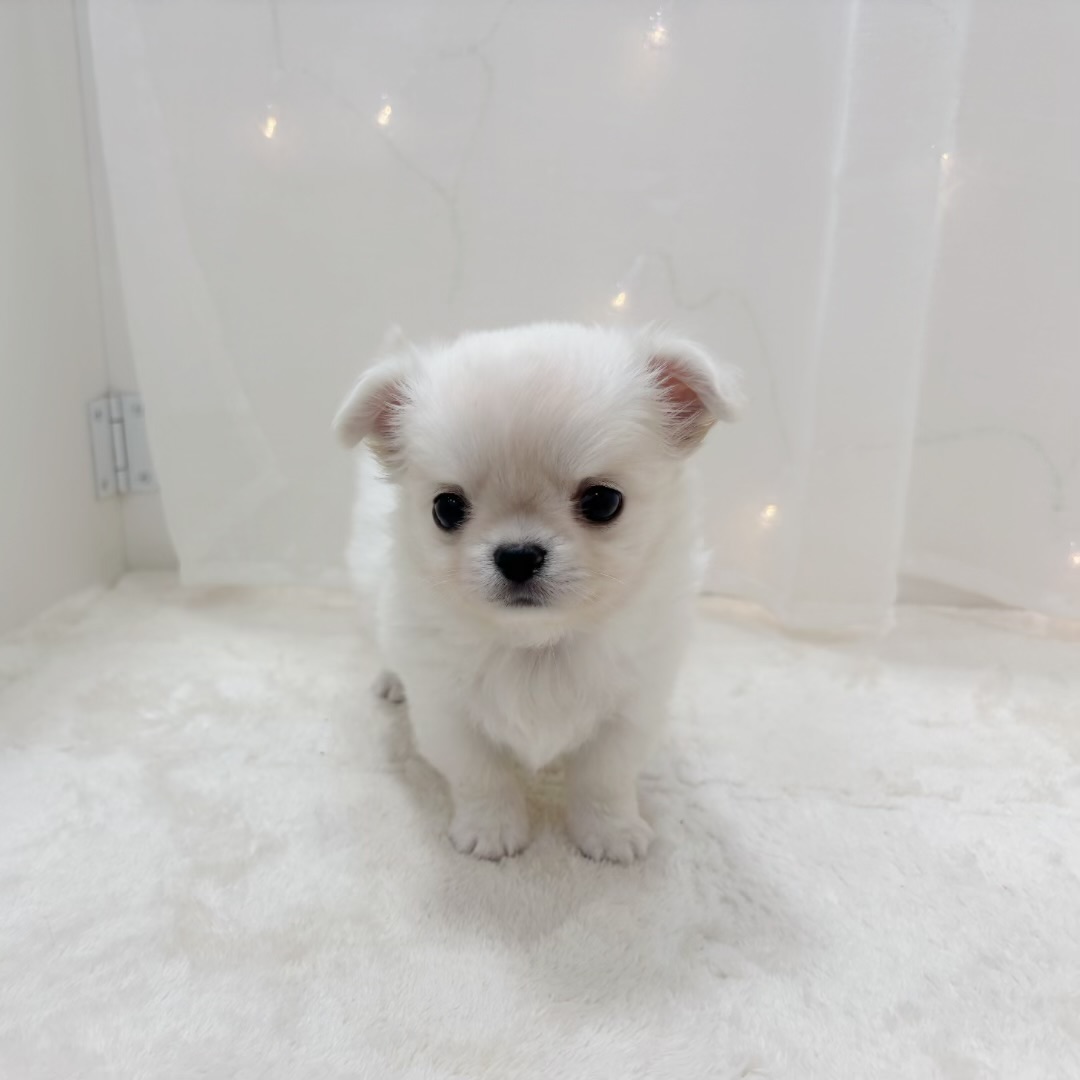 千葉県のチワワ(ロング) (犬の家＆猫の里BIGHOPガーデンモール印西店/2025年8月31日生まれ/男の子/クリームホワイト)の子犬の4枚目の画像