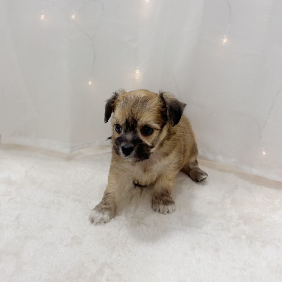 千葉県のハーフ犬・ミックス犬 (犬の家＆猫の里BIGHOPガーデンモール印西店/2025年8月30日生まれ/男の子/フォーン)の子犬の4枚目の画像