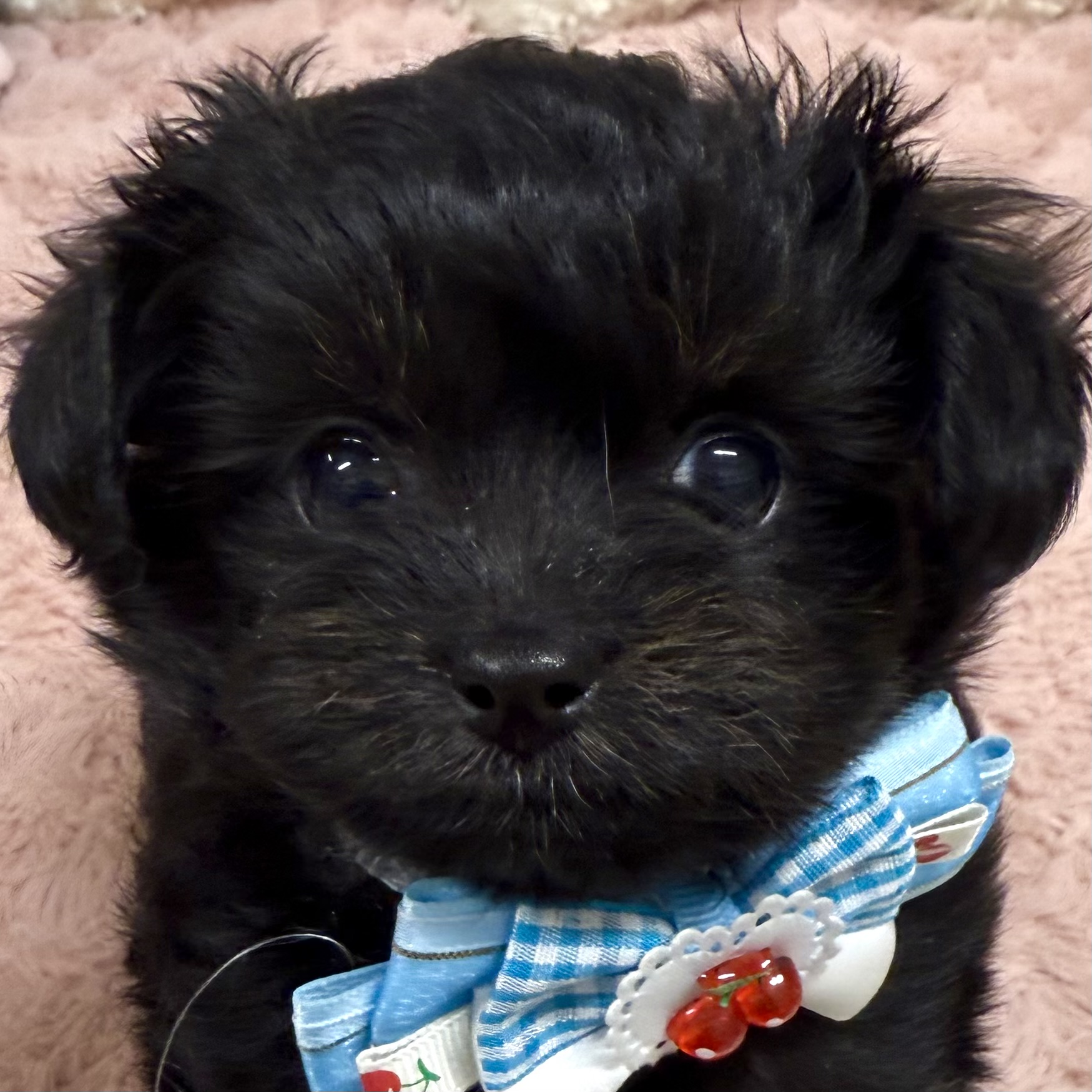 大阪府のチワプー/プーチー(チワワ×プードル) (犬の家＆猫の里そよら東岸和田店/2025年12月2日生まれ/男の子/ブラックホワイト)の子犬の1枚目の画像