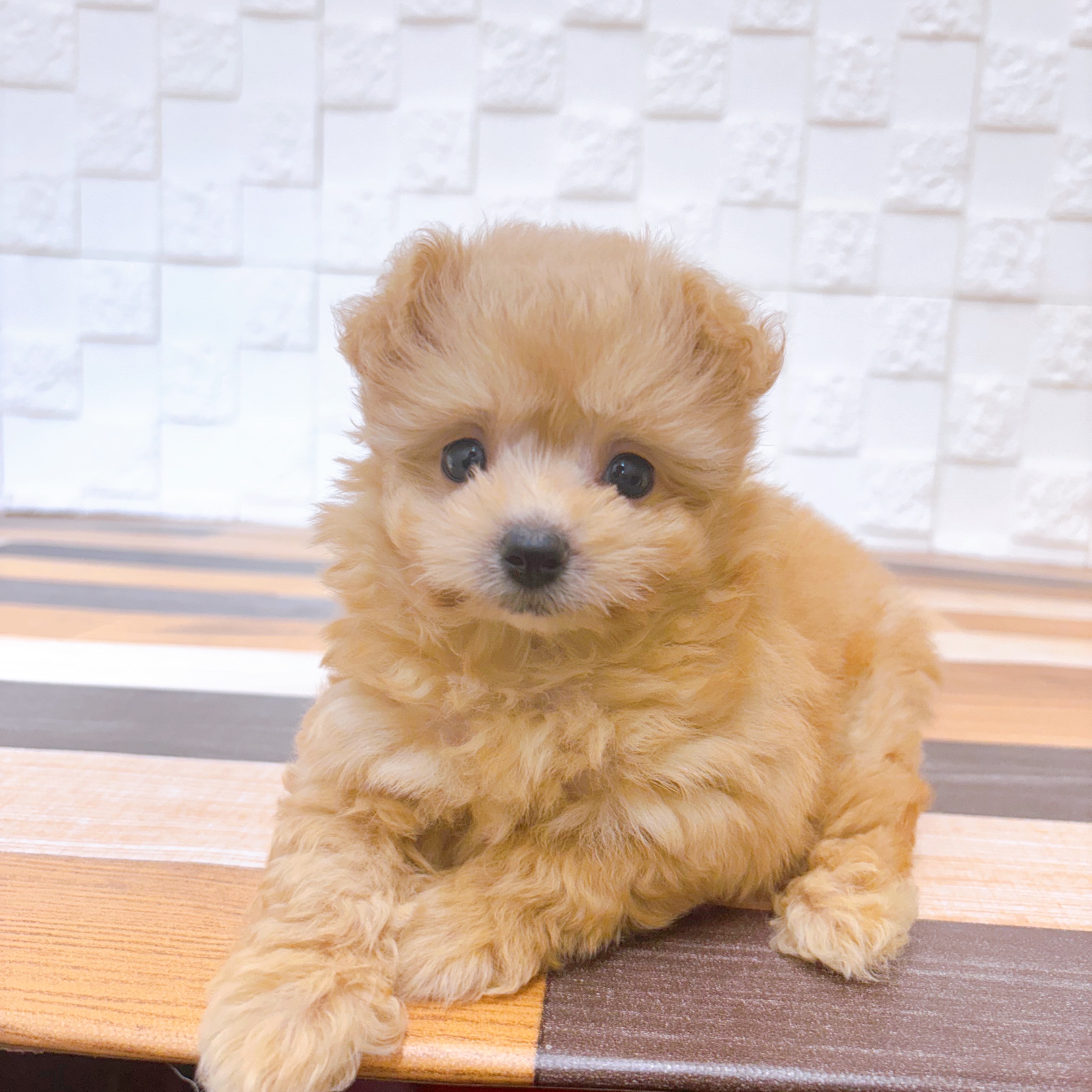 兵庫県のポメプー(ポメラニアン×プードル) (犬の家＆猫の里尼崎店/2025年5月21日生まれ/女の子/クリーム)の子犬の1枚目の画像