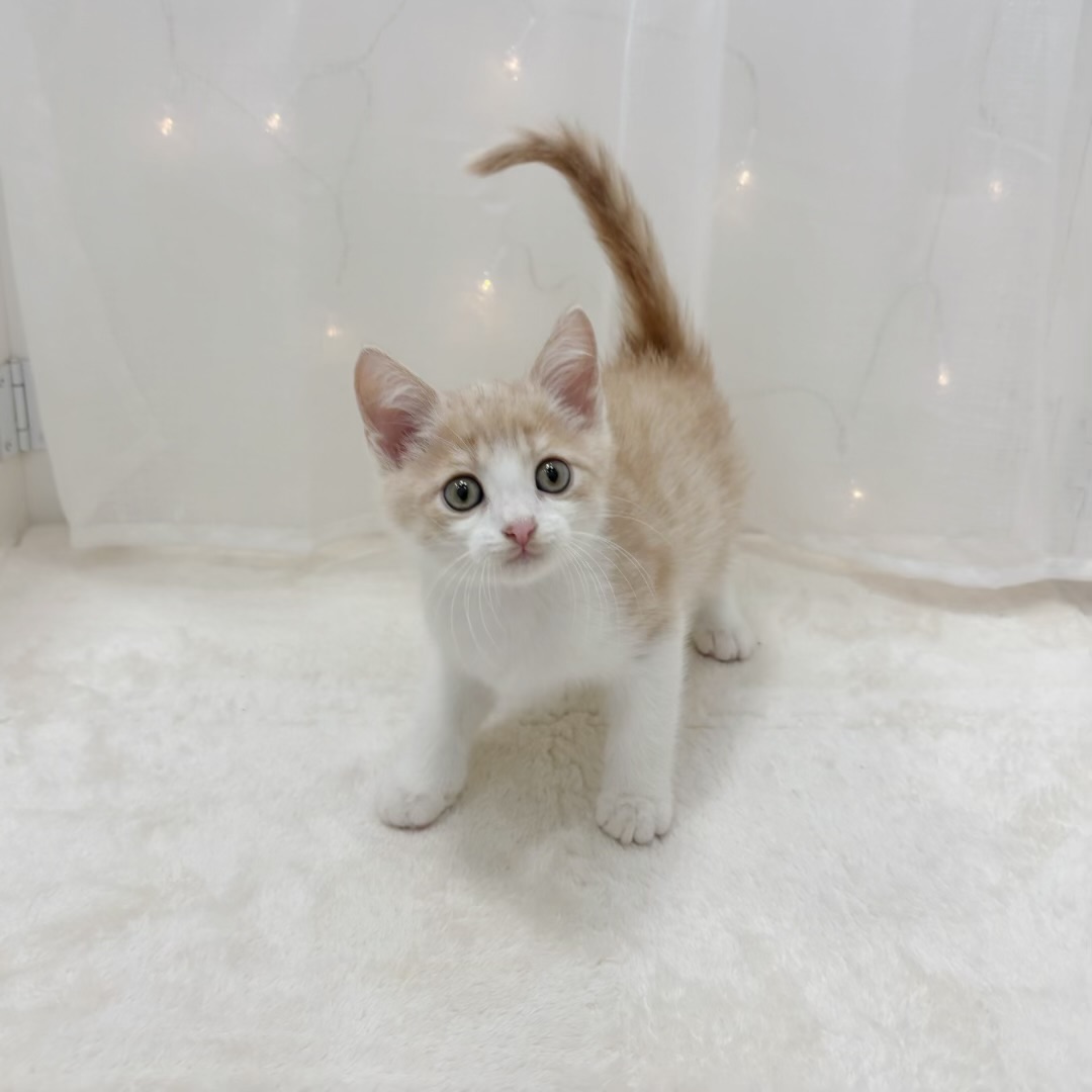 千葉県のミヌエット (犬の家＆猫の里BIGHOPガーデンモール印西店/2025年9月2日生まれ/男の子/クリームタビーホワイト)の子猫の4枚目の画像