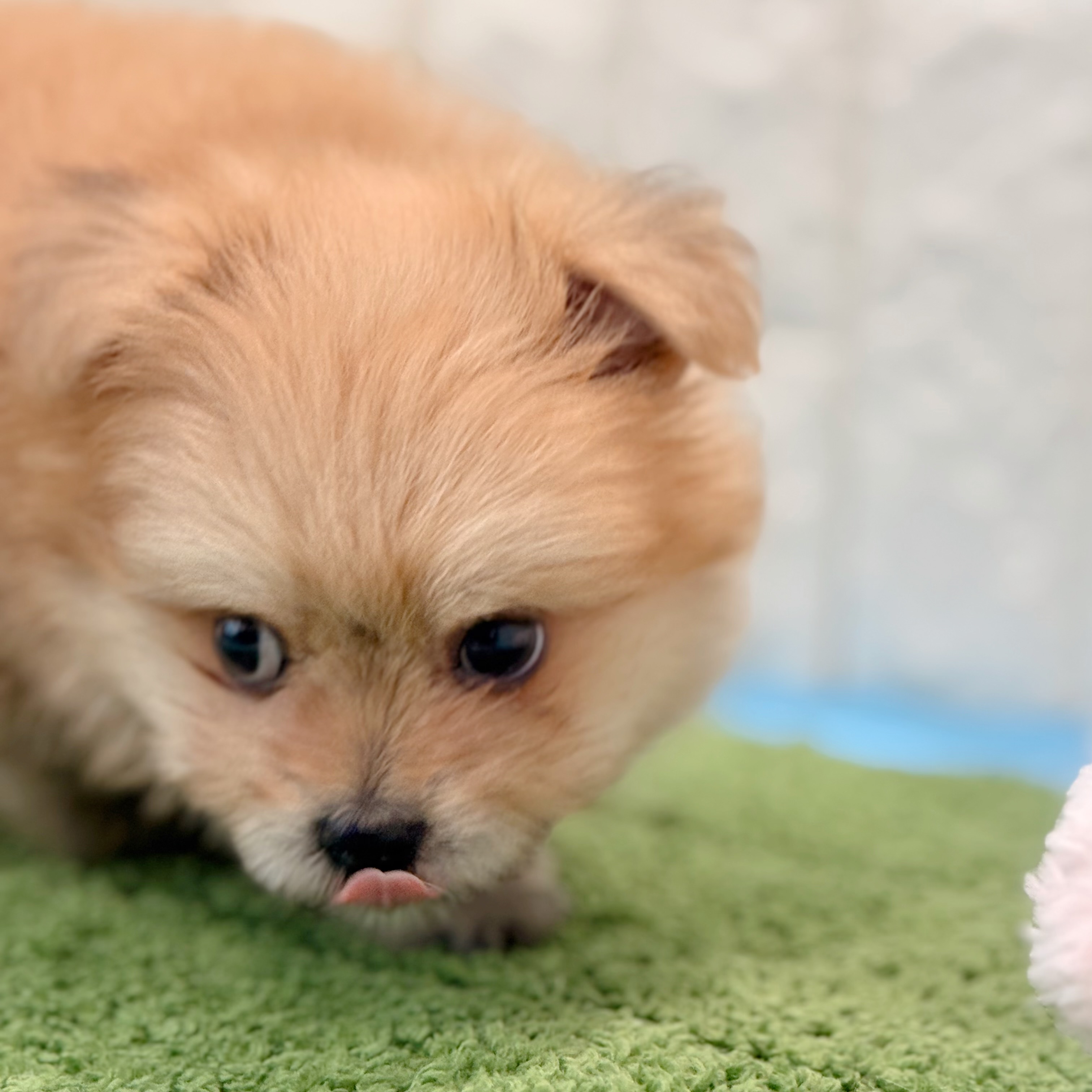 岡山県のポメマル/マルポメ(ポメラニアン×マルチーズ) (犬の家＆猫の里倉敷店/2026年4月25日生まれ/男の子/フォーン)の子犬の4枚目の画像
