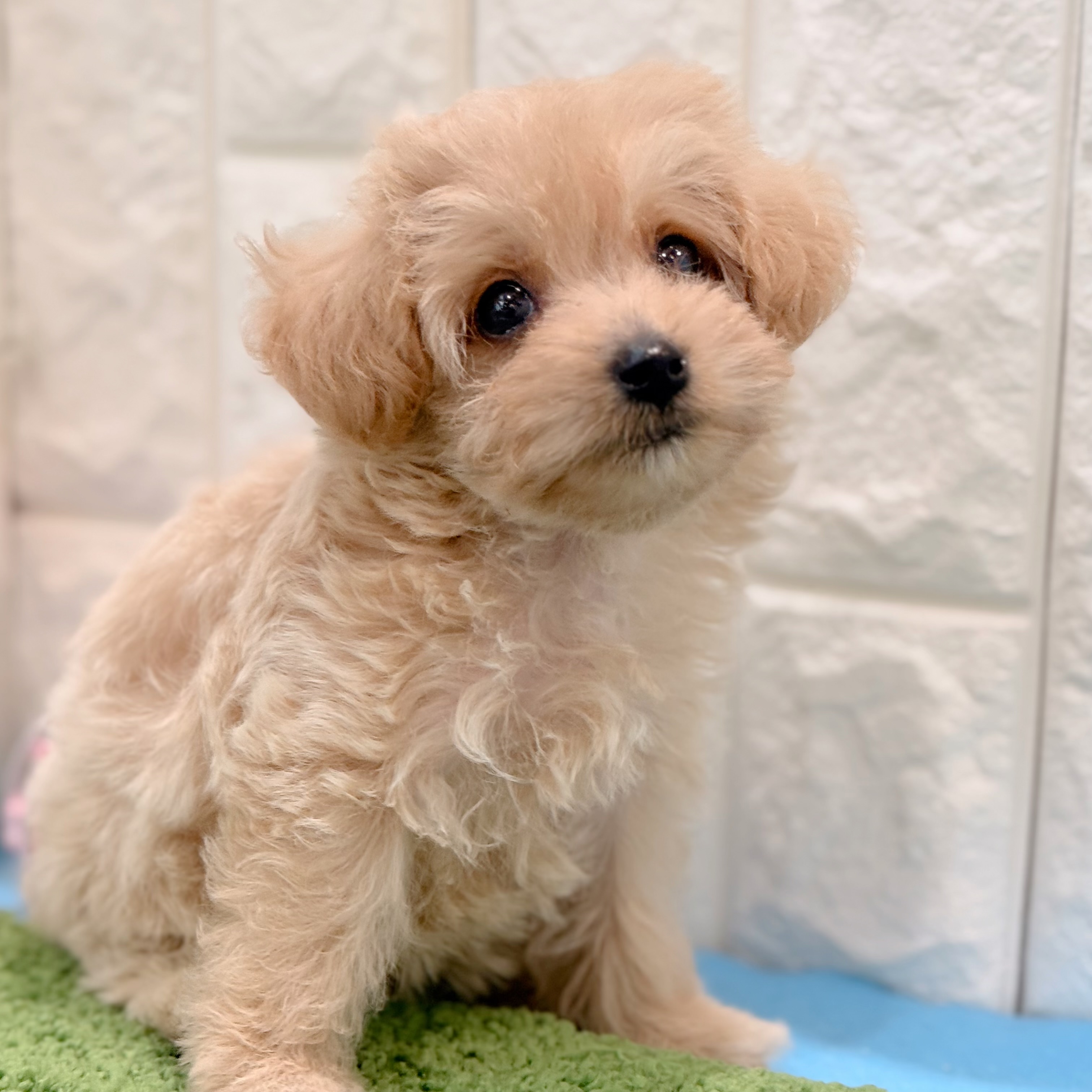 岡山県のマルプー(マルチーズ×プードル) (犬の家＆猫の里倉敷店/2026年4月25日生まれ/女の子/クリーム)の子犬の4枚目の画像