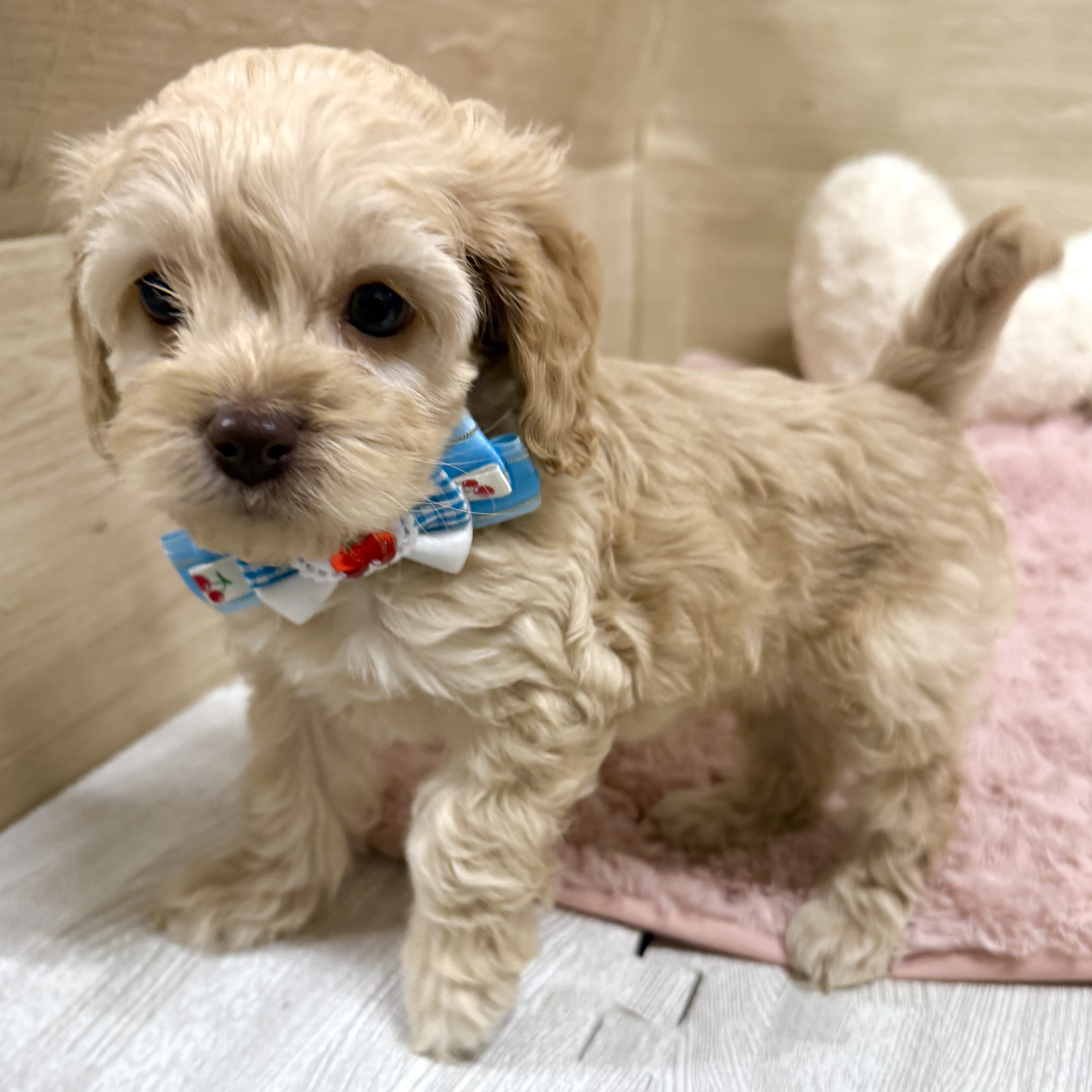 大阪府のコッカプー(アメリカンコッカースパニエル×プードル) (犬の家＆猫の里そよら東岸和田店/2025年11月29日生まれ/女の子/アプリコット)の子犬の4枚目の画像