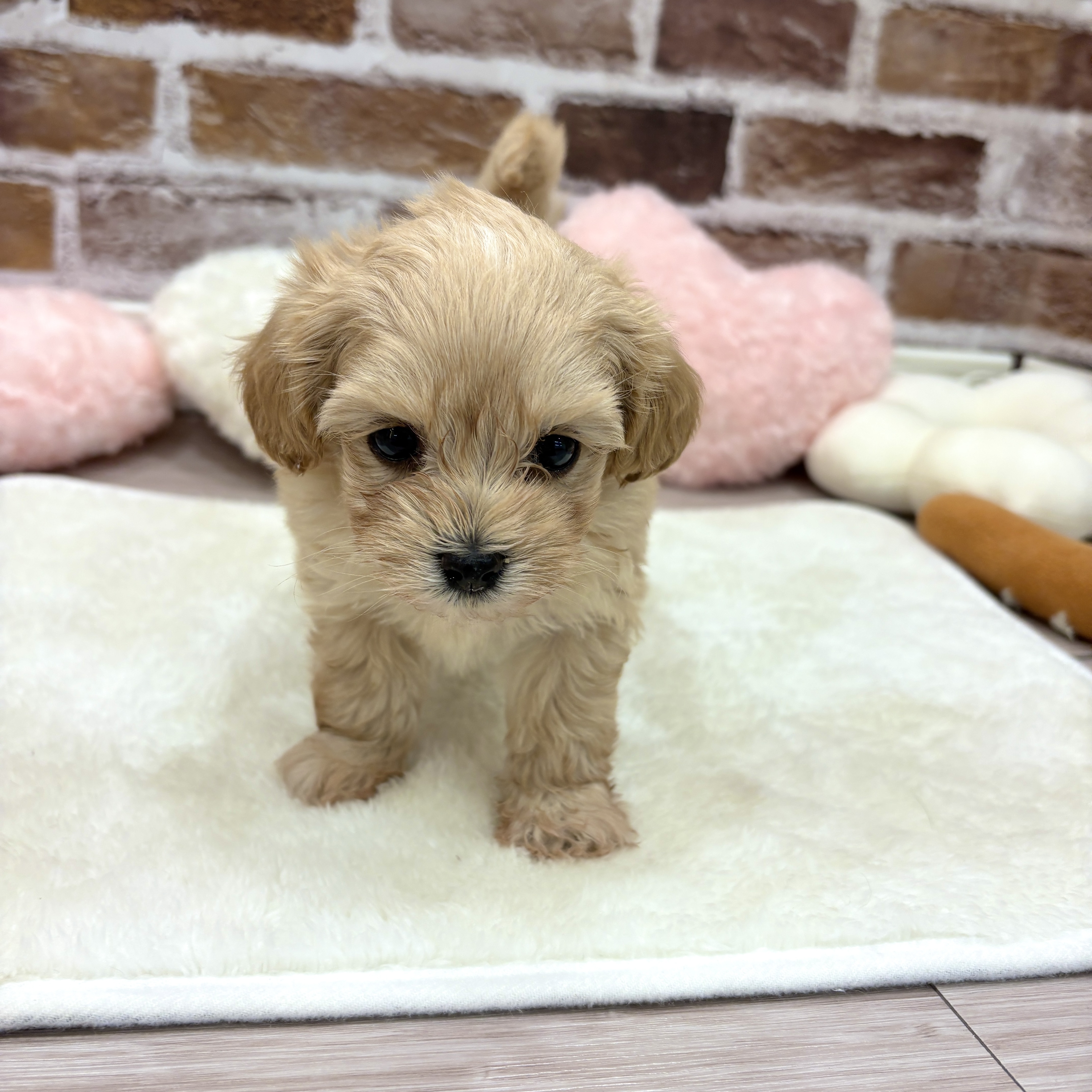 三重県のマルプー(マルチーズ×プードル) (犬の家＆猫の里三重桑名店/2026年1月13日生まれ/女の子/アプリコット)の子犬の4枚目の画像