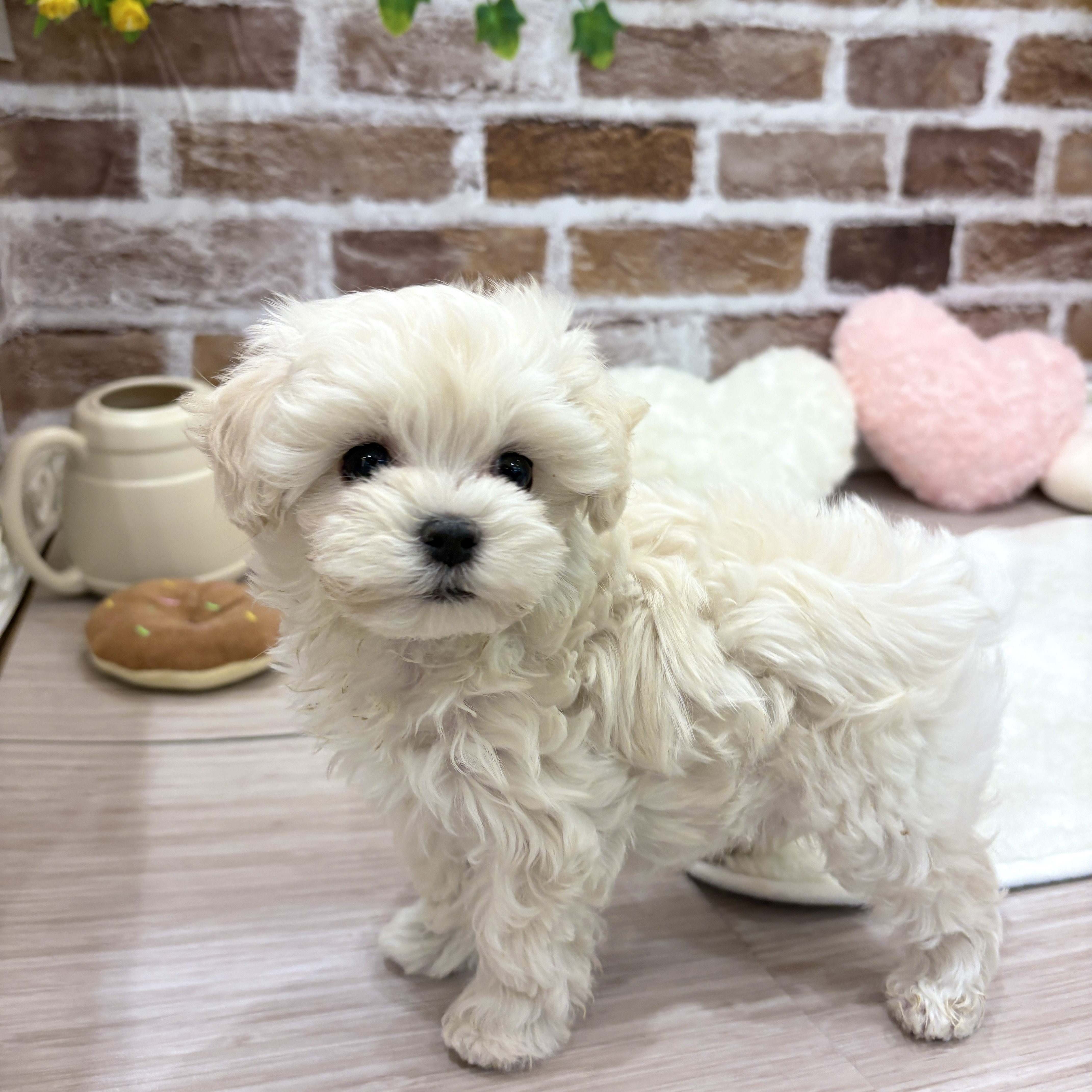 三重県のマルプー(マルチーズ×プードル) (犬の家＆猫の里三重桑名店/2026年1月12日生まれ/男の子/クリームホワイト)の子犬の4枚目の画像