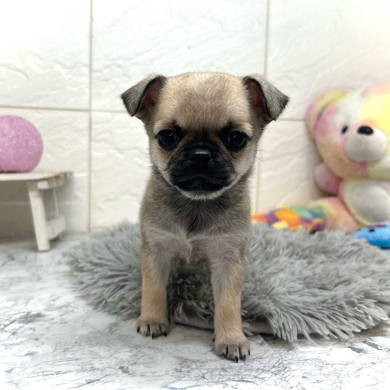 兵庫県のチワパグ/パグチー(チワワ×パグ) (犬の家＆猫の里ゆめタウン姫路店/2025年10月17日生まれ/女の子/フォーン)の子犬の4枚目の画像