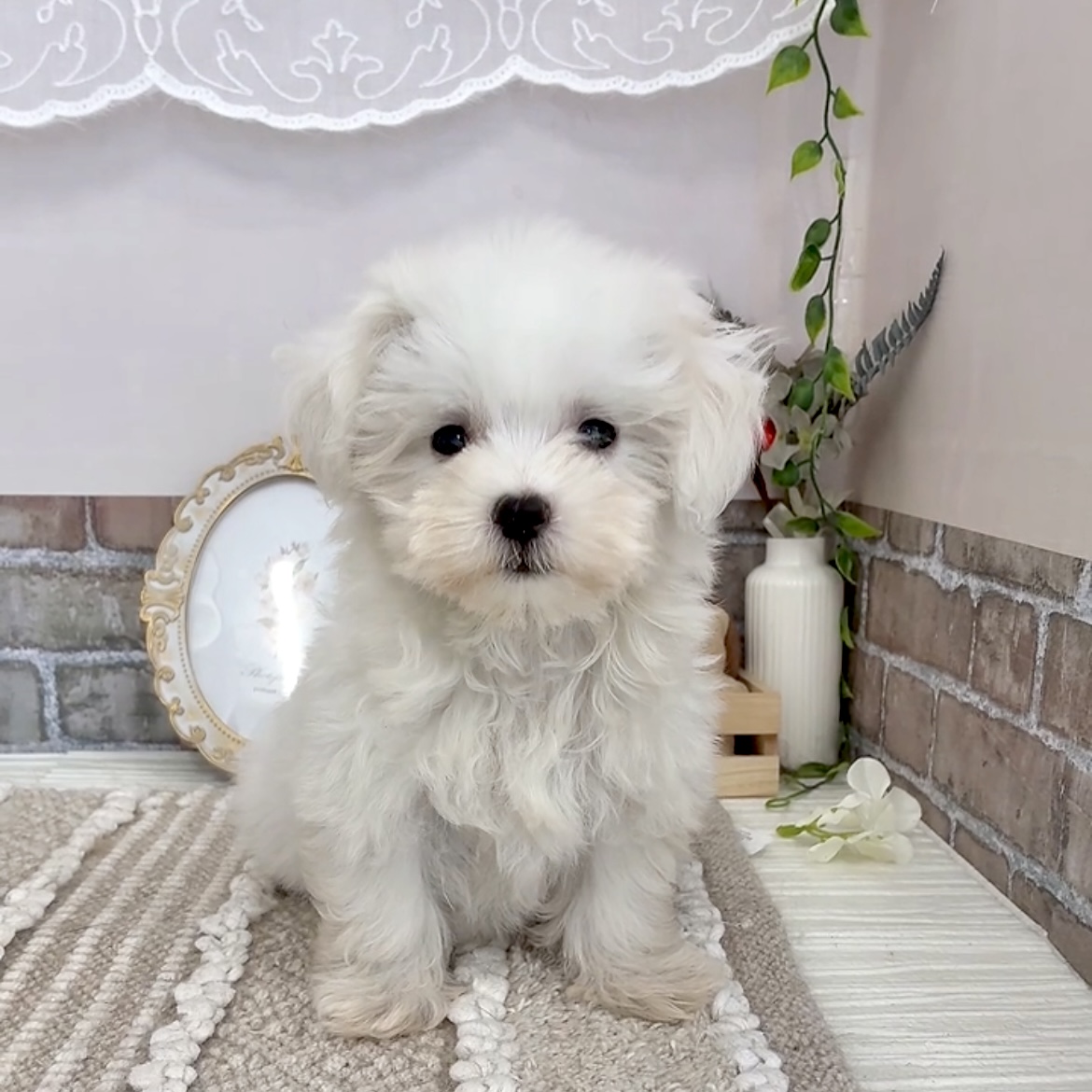 愛知県のマルチーズ (犬の家＆猫の里碧南店/2025年6月29日生まれ/女の子/ホワイト)の子犬の4枚目の画像