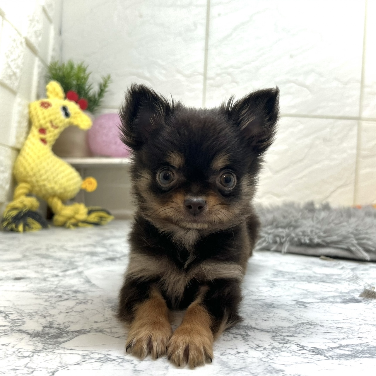 兵庫県のチワワ(ロング) (犬の家＆猫の里ゆめタウン姫路店/2025年10月14日生まれ/男の子/チョコレートタン)の子犬の4枚目の画像