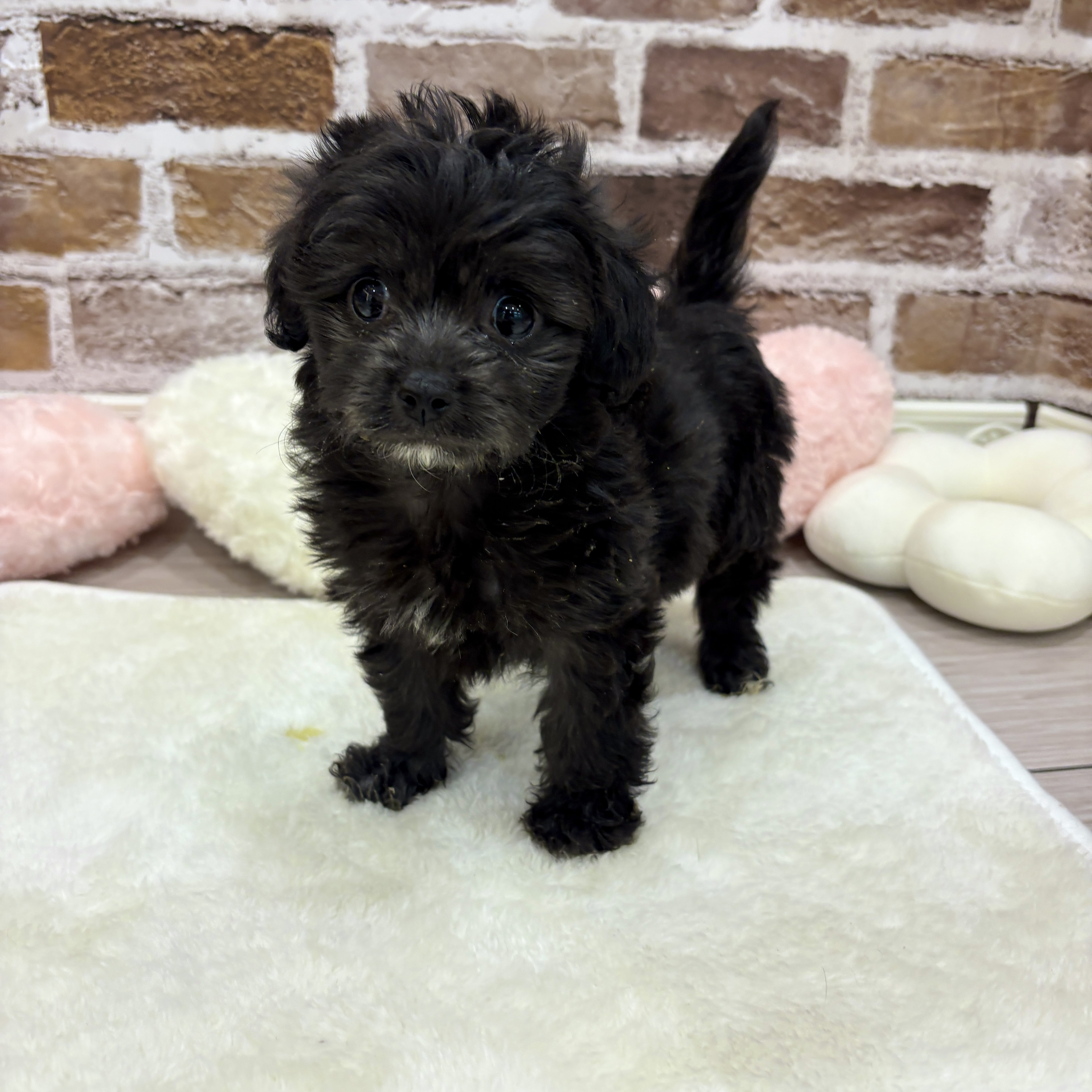 三重県のチワプー/プーチー(チワワ×プードル) (犬の家＆猫の里三重桑名店/2026年1月13日生まれ/女の子/シルバー)の子犬の4枚目の画像