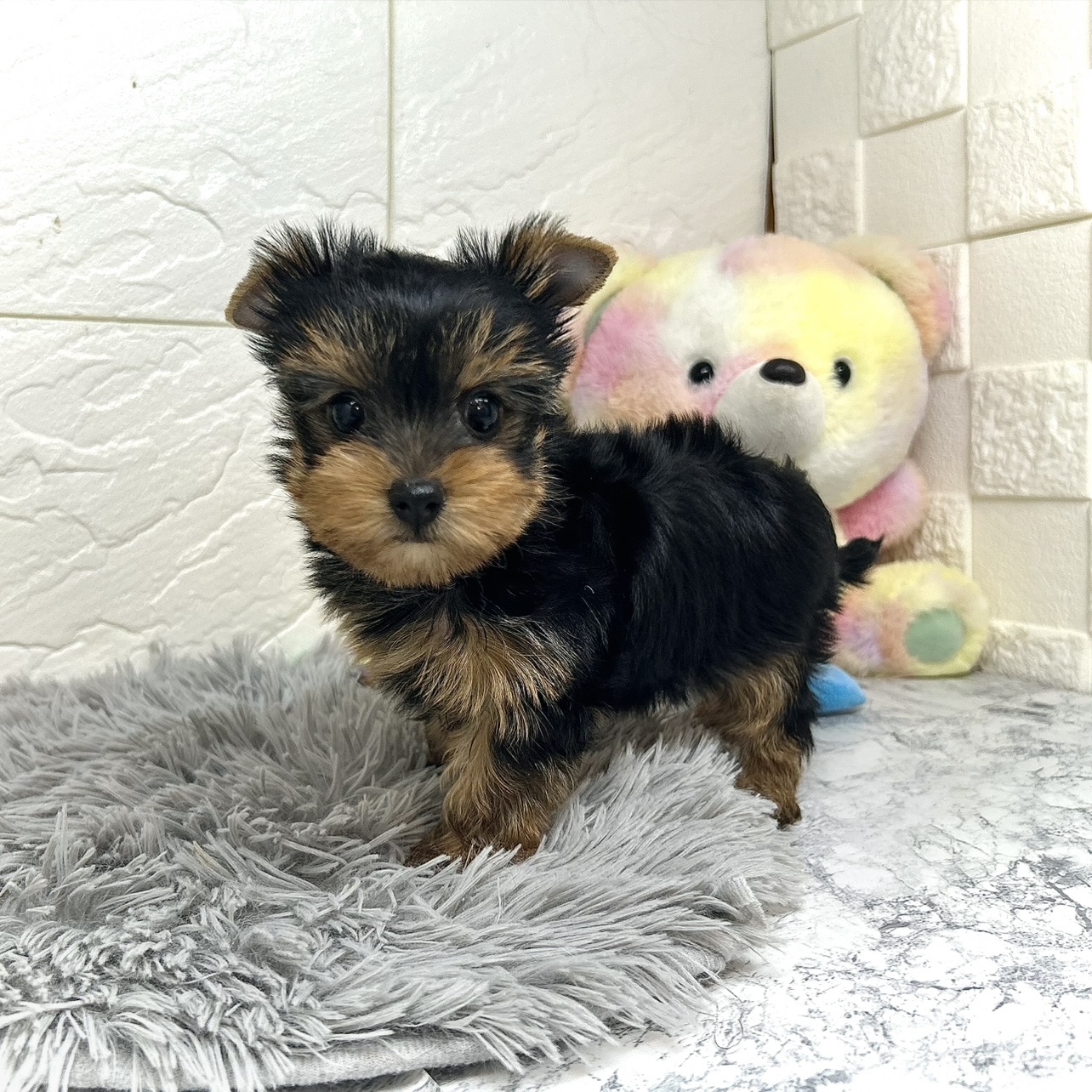 兵庫県のヨークシャーテリア (犬の家＆猫の里ゆめタウン姫路店/2025年10月21日生まれ/女の子/スチールブルータン)の子犬の1枚目の画像