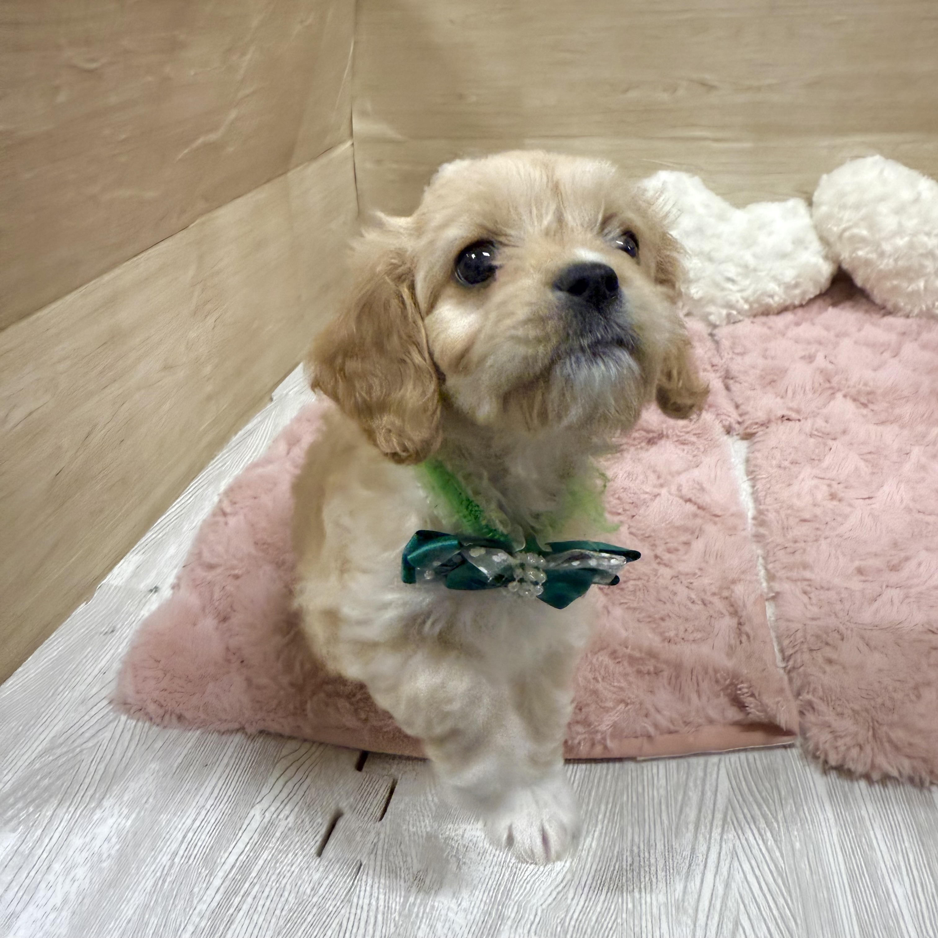 大阪府のハーフ犬・ミックス犬 (犬の家＆猫の里そよら東岸和田店/2025年11月24日生まれ/女の子/クリーム)の子犬の4枚目の画像