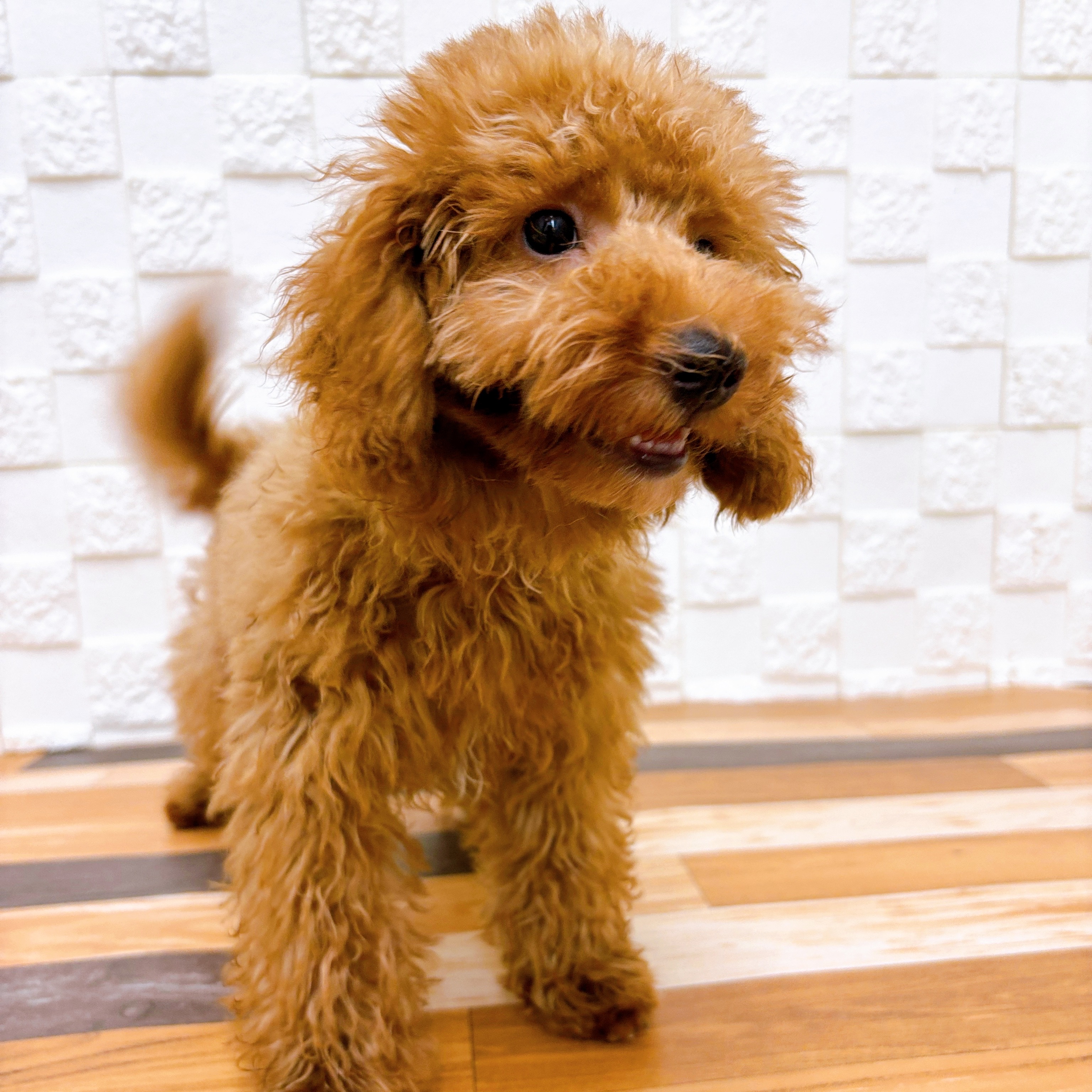 兵庫県のトイプードル(トイ) (犬の家＆猫の里尼崎店/2025年4月5日生まれ/男の子/レッド)の子犬の4枚目の画像