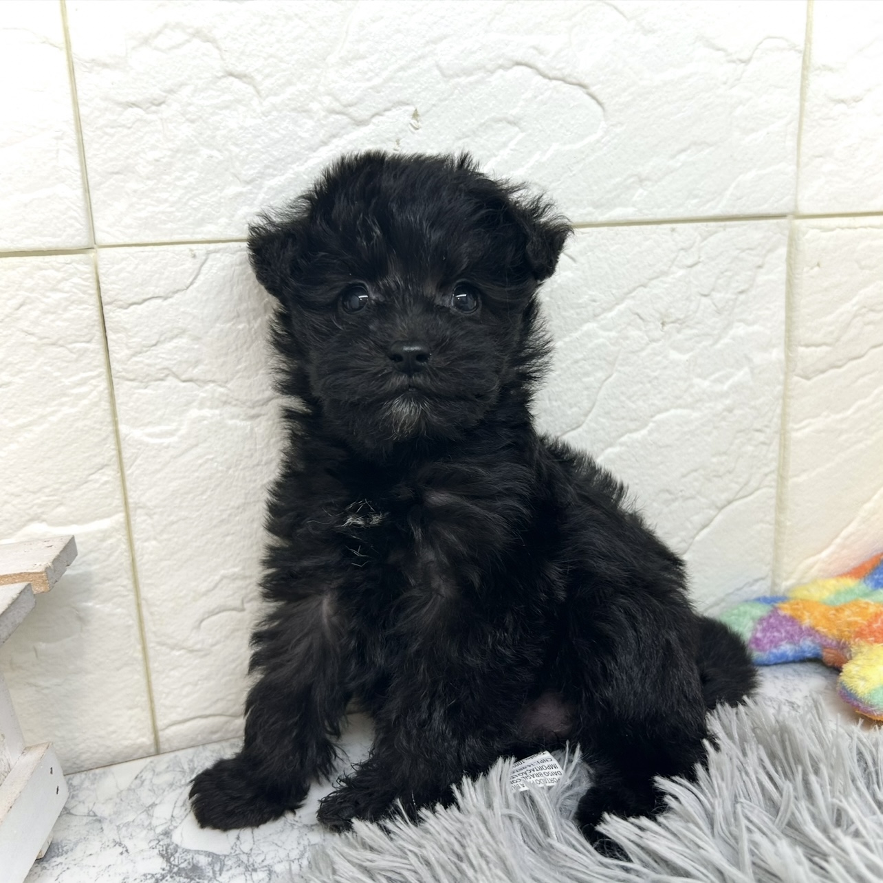 兵庫県のシュナプー(シュナウザー×プードル) (犬の家＆猫の里ゆめタウン姫路店/2025年10月18日生まれ/女の子/ブラック)の子犬の4枚目の画像