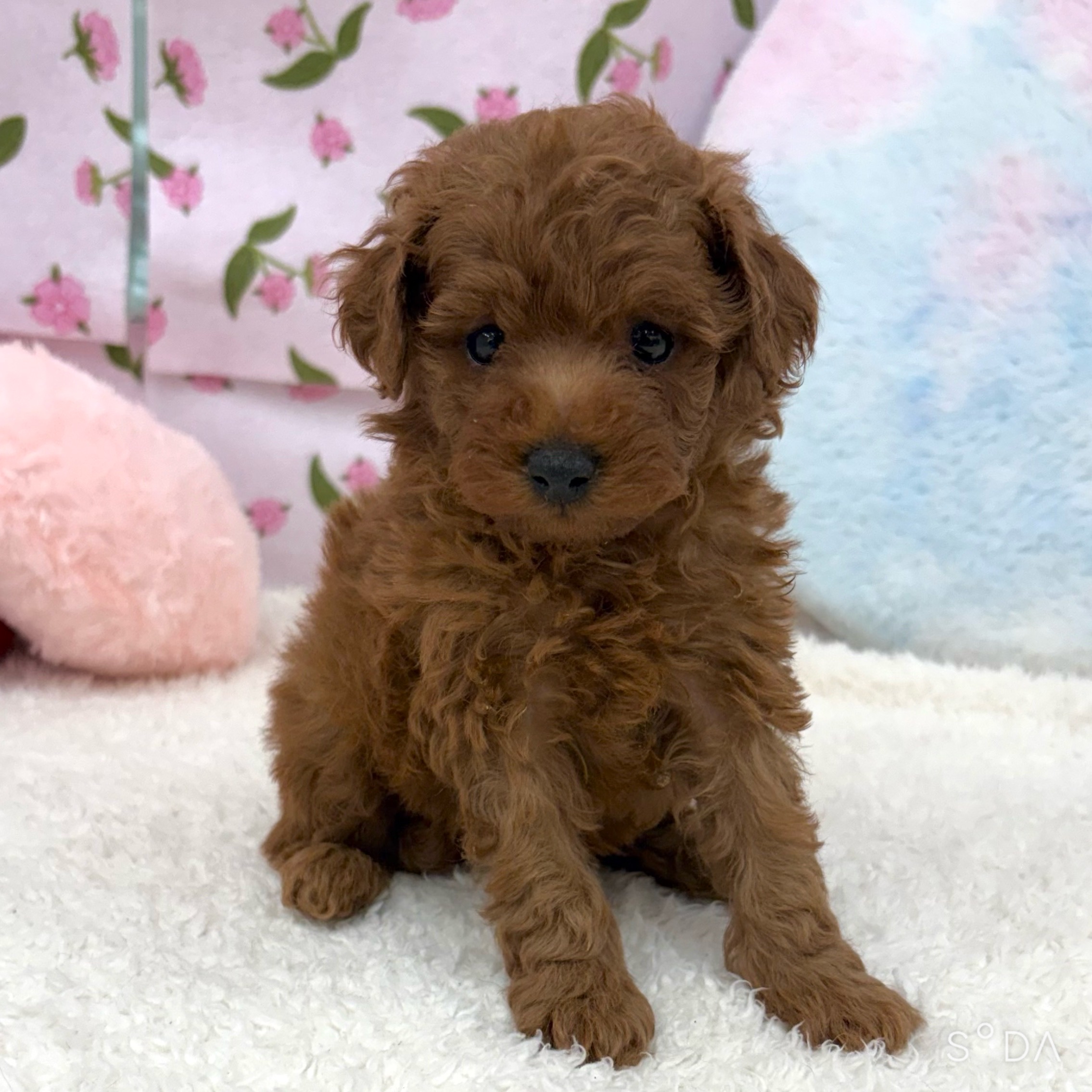 愛知県のトイプードル(トイ) (犬の家＆猫の里エアポートウォーク店/2026年7月21日生まれ/男の子/レッド)の子犬の4枚目の画像