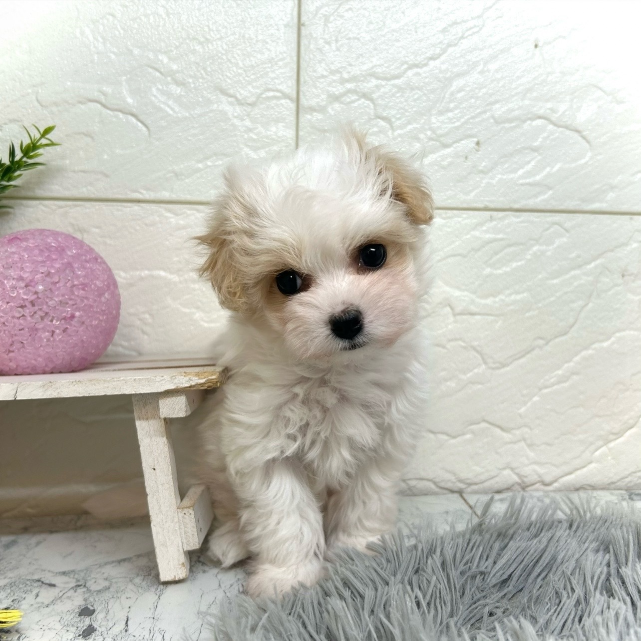 兵庫県のマルプー(マルチーズ×プードル) (犬の家＆猫の里ゆめタウン姫路店/2025年10月23日生まれ/女の子/クリームホワイト)の子犬の4枚目の画像