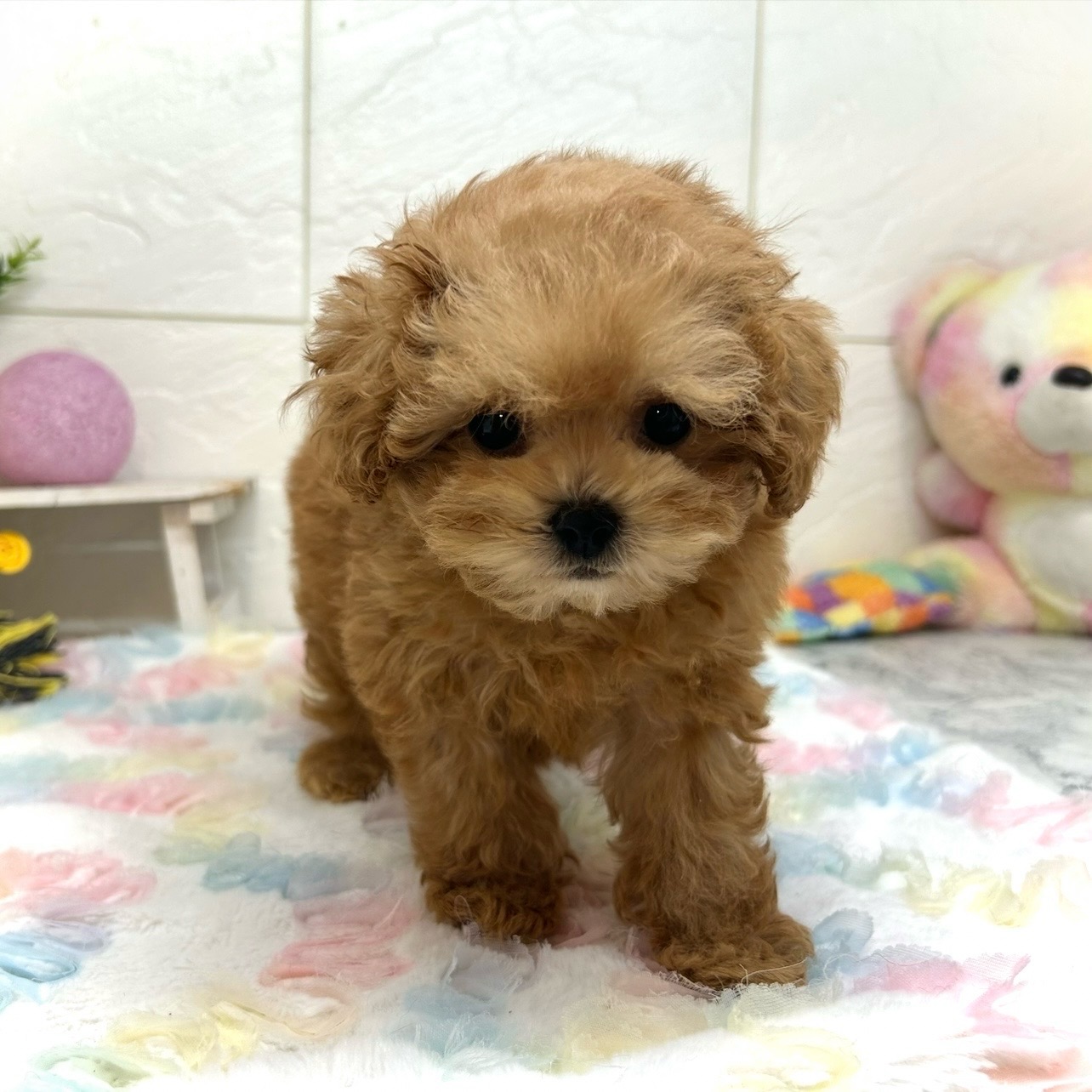 兵庫県のペキプー(ペキニーズ×プードル) (犬の家＆猫の里ゆめタウン姫路店/2025年10月18日生まれ/女の子/レッド)の子犬の4枚目の画像