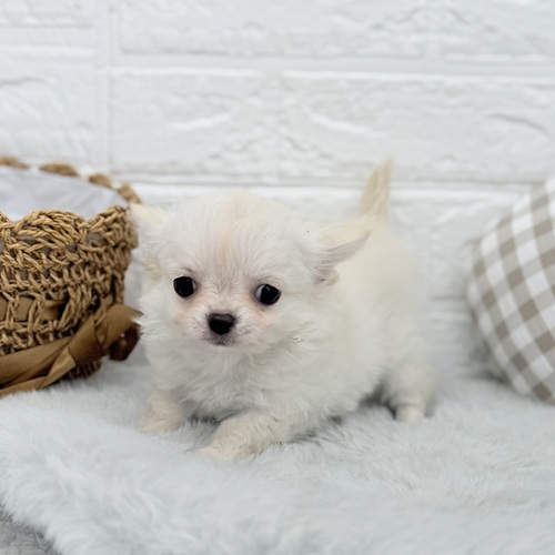 愛知県のチワワ(ロング) (犬の家＆猫の里豊川インター店/2025年7月14日生まれ/男の子/クリーム)の子犬の4枚目の画像