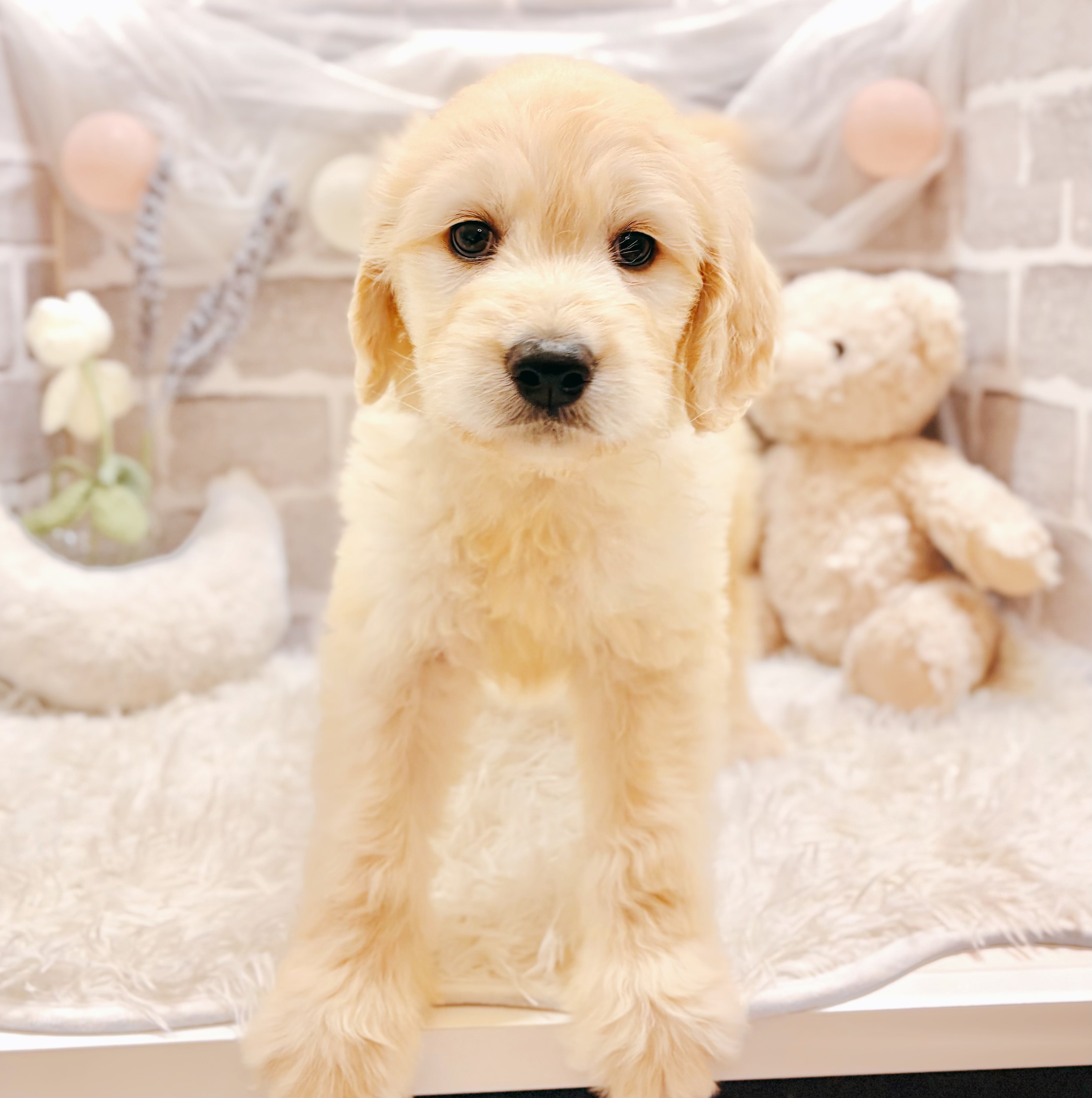 兵庫県のゴールデンドゥードゥル(ゴールデン×プードル) (犬の家＆猫の里神戸店/2026年3月14日生まれ/男の子/ゴールデン)の子犬の4枚目の画像