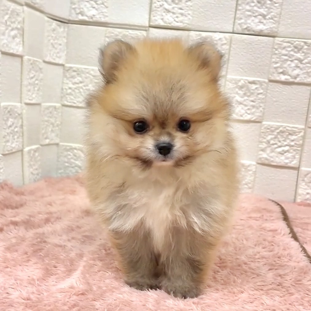 愛知県のポメラニアン (犬の家＆猫の里碧南店/2025年7月23日生まれ/男の子/オレンジセーブル)の子犬の4枚目の画像