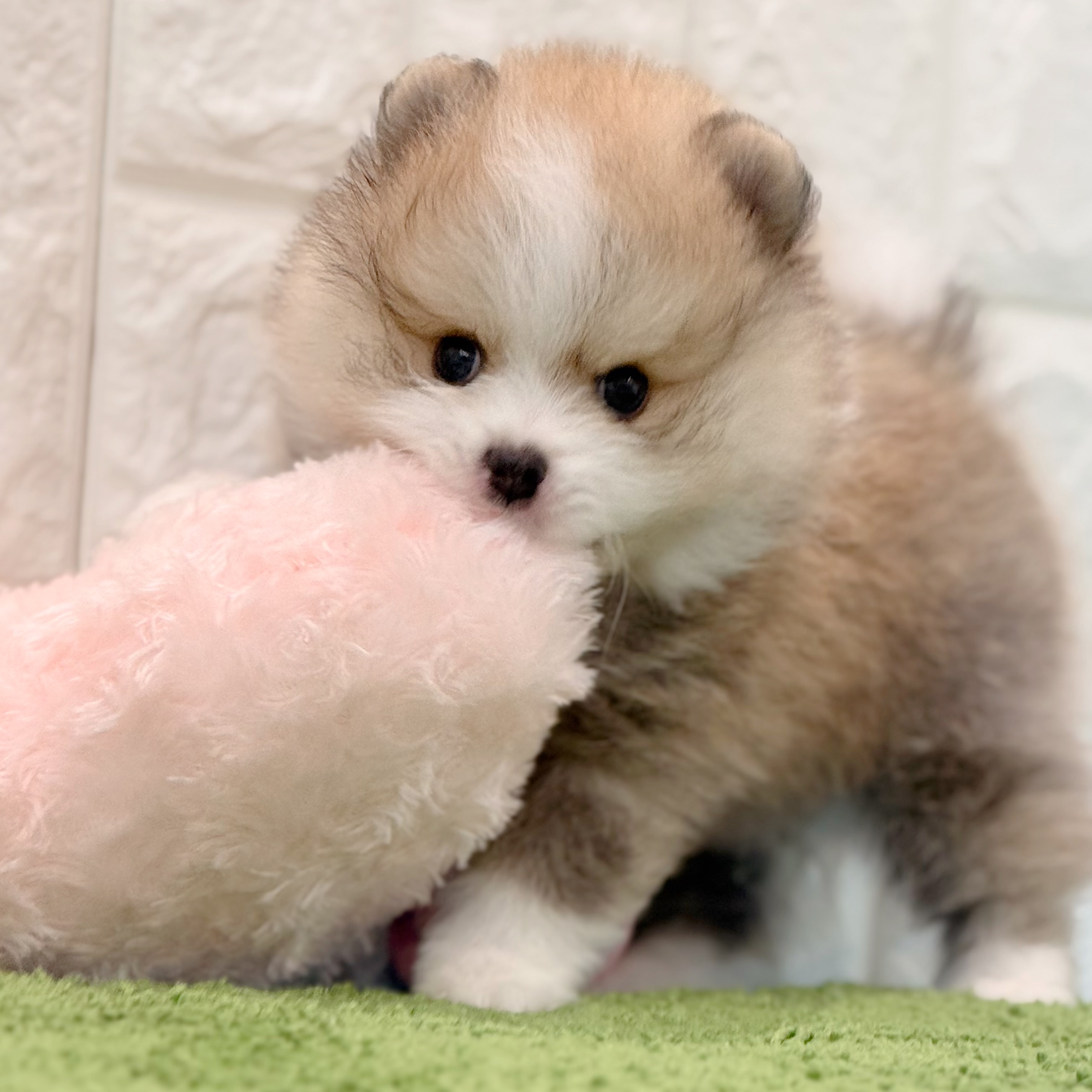 岡山県のポメラニアン (犬の家＆猫の里倉敷店/2026年4月27日生まれ/男の子/オレンジセーブルホワイト)の子犬の4枚目の画像
