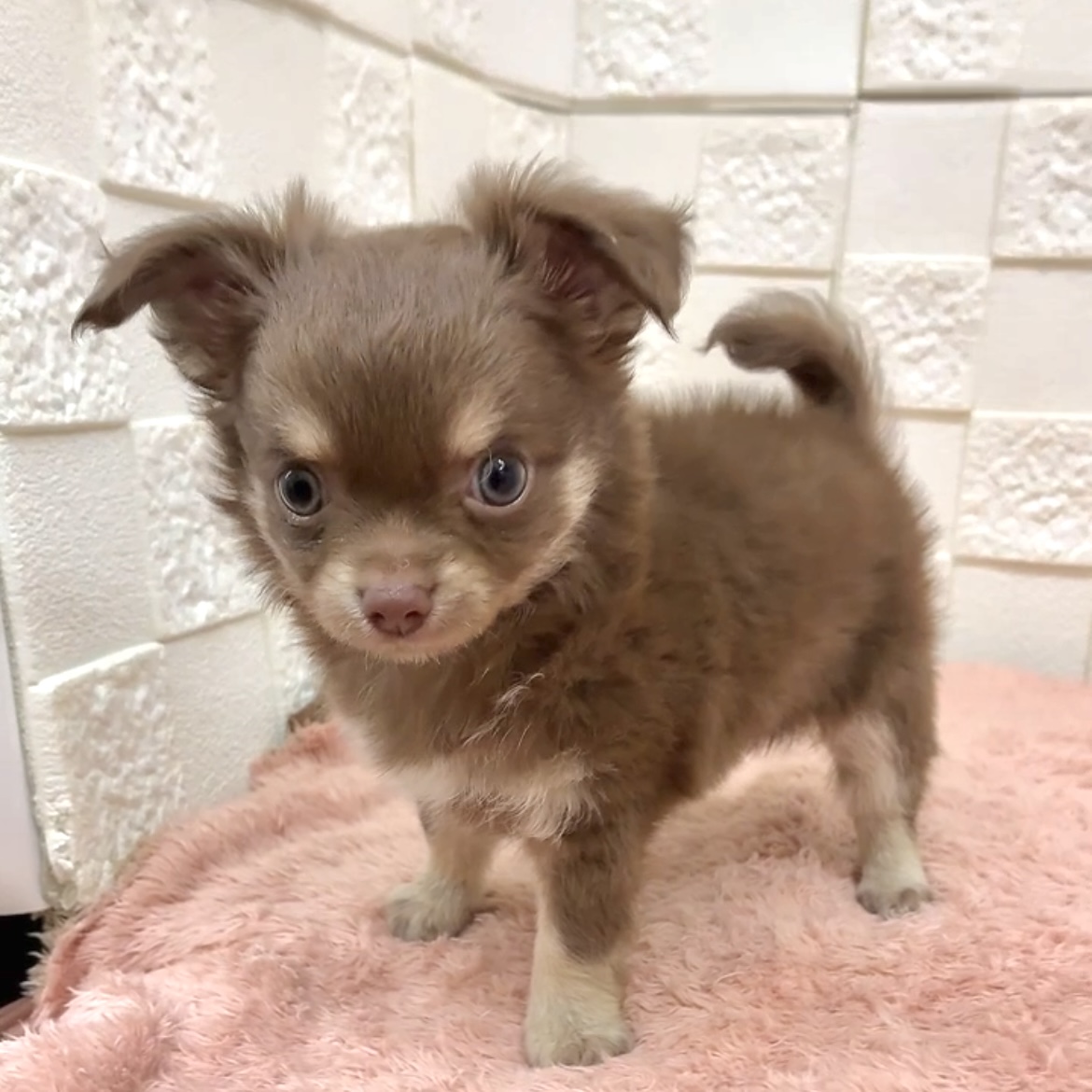 愛知県のチワワ(ロング) (犬の家＆猫の里碧南店/2025年7月22日生まれ/男の子/チョコレートクリーム)の子犬の4枚目の画像
