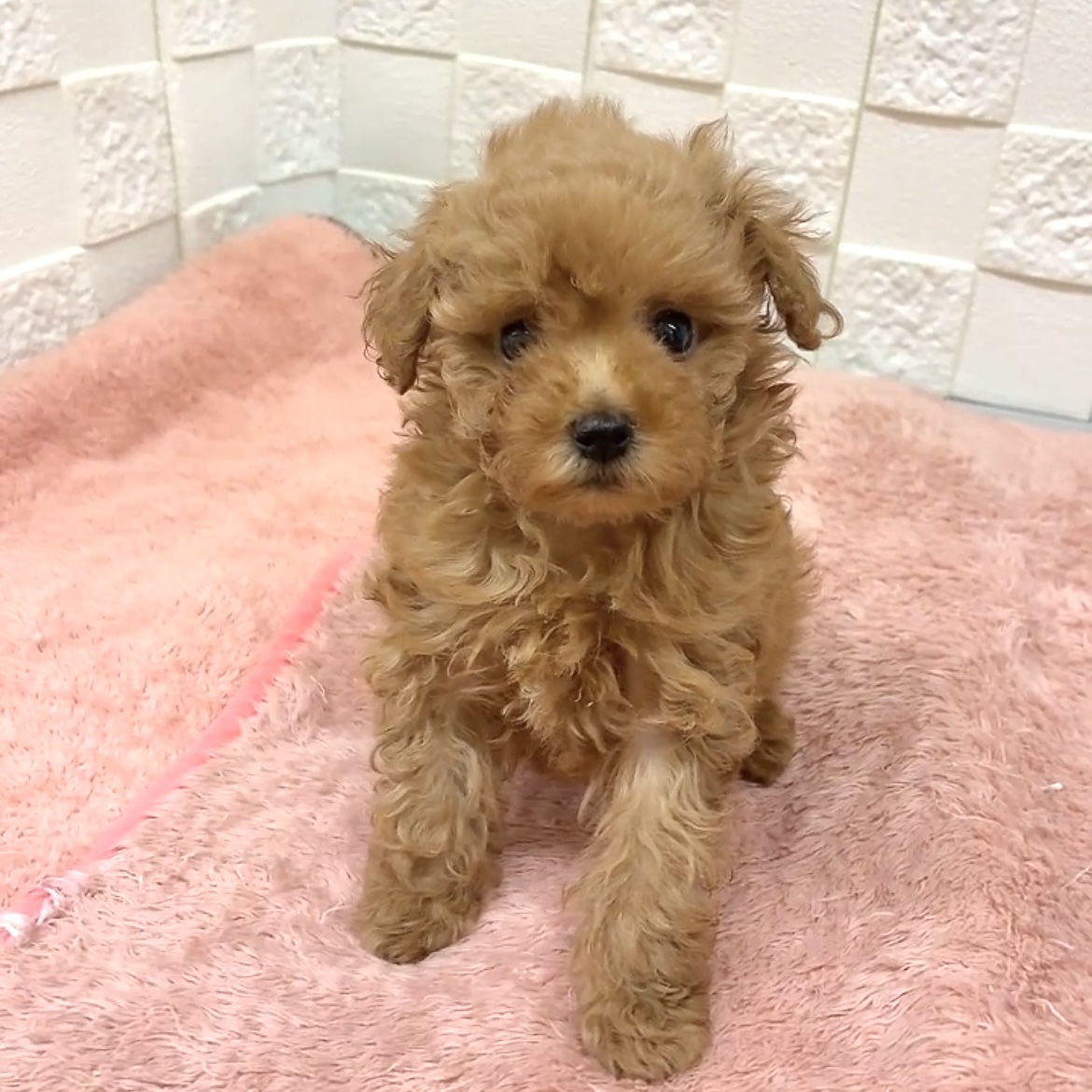 愛知県のトイプードル(トイ) (犬の家＆猫の里碧南店/2025年7月18日生まれ/女の子/レッド)の子犬の1枚目の画像