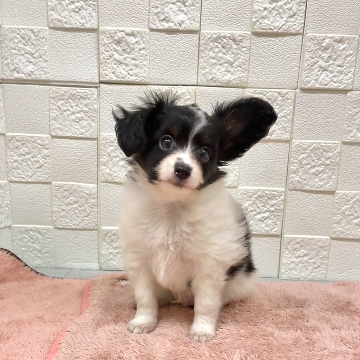 愛知県のパピヨン (犬の家＆猫の里碧南店/2025年7月19日生まれ/男の子/トライカラー)の子犬の1枚目の画像