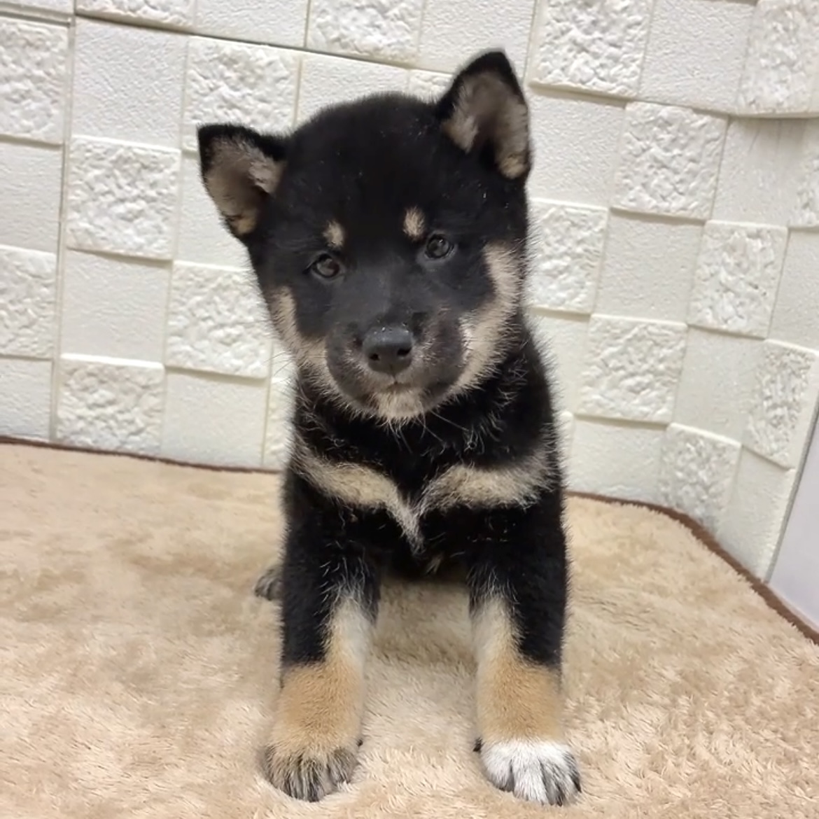 愛知県の柴犬(標準サイズ) (犬の家＆猫の里碧南店/2025年7月28日生まれ/女の子/黒)の子犬の4枚目の画像