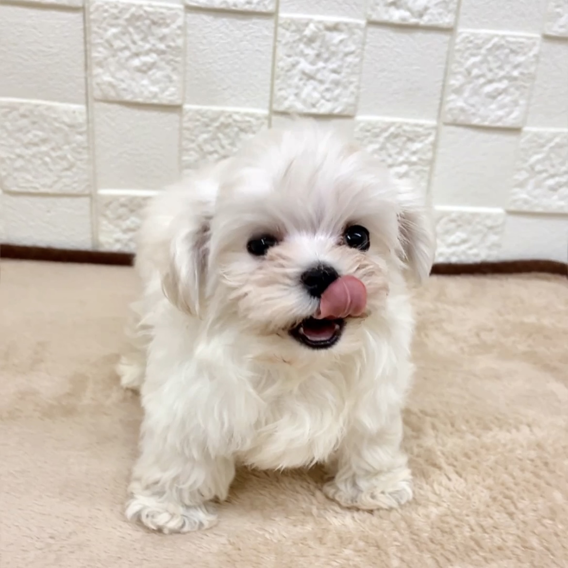 愛知県のマルチーズ (犬の家＆猫の里碧南店/2025年8月6日生まれ/女の子/ホワイト)の子犬の4枚目の画像
