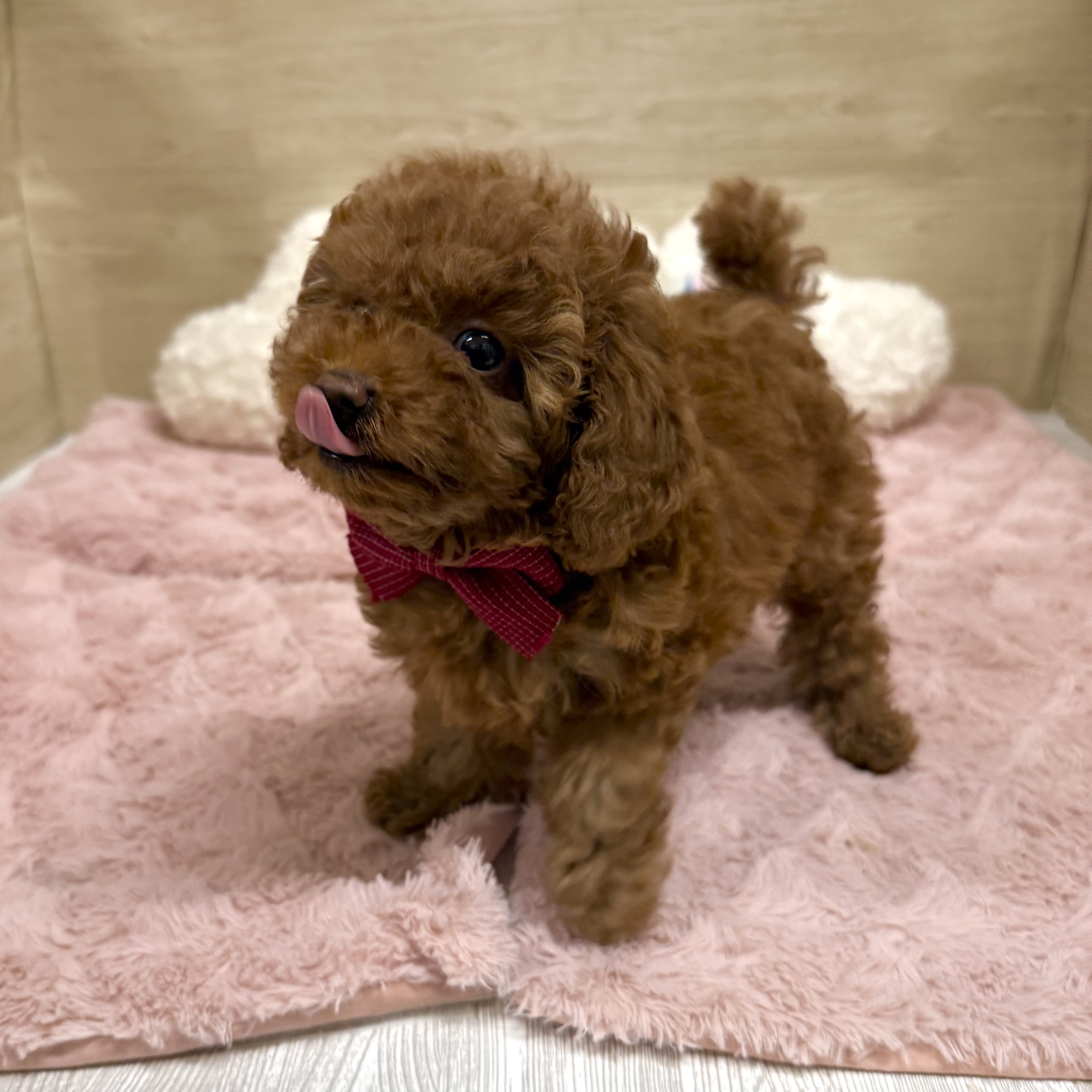 大阪府のトイプードル(トイ) (犬の家＆猫の里そよら東岸和田店/2025年12月24日生まれ/女の子/レッドフォーン)の子犬の4枚目の画像