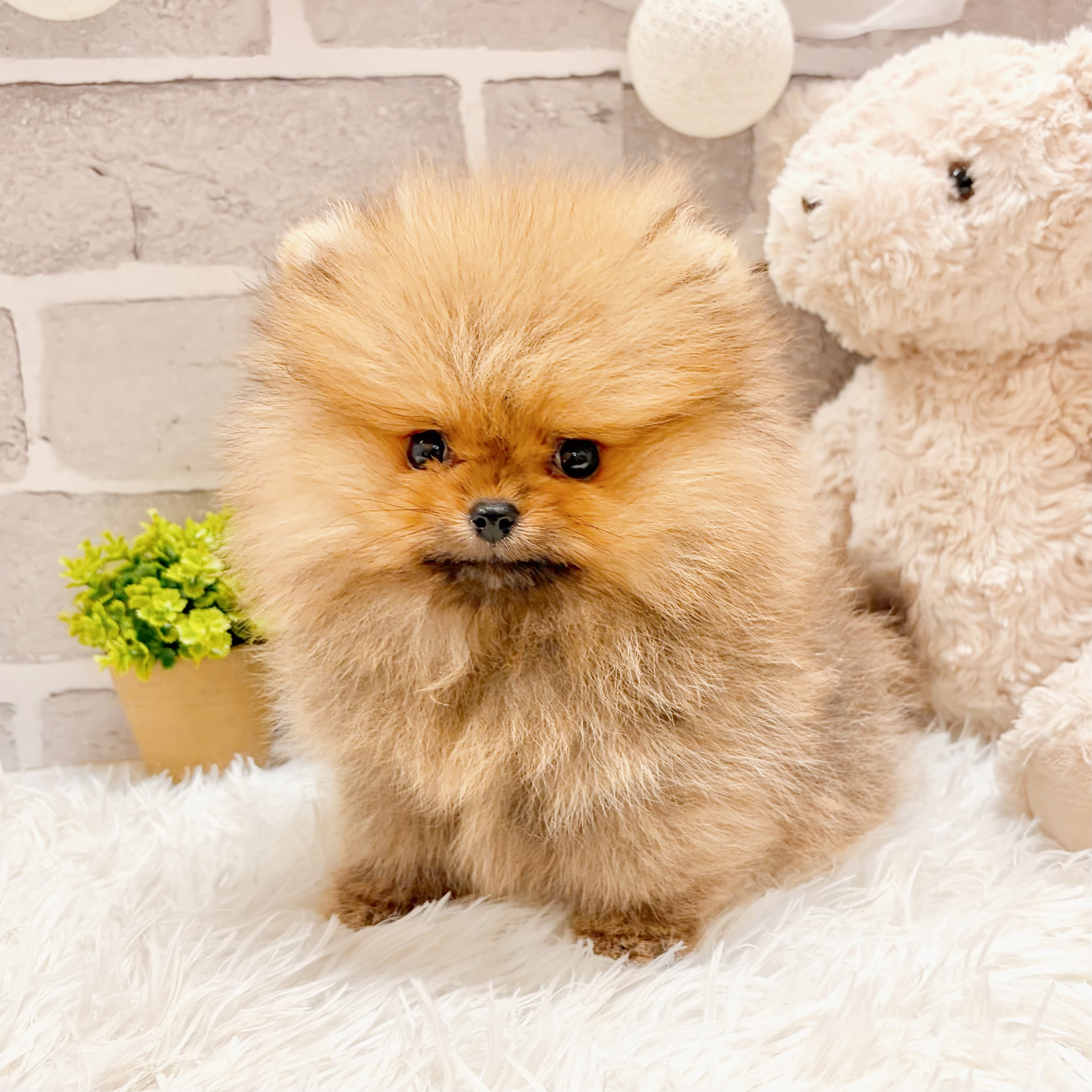 兵庫県のポメラニアン (犬の家＆猫の里神戸店/2026年3月6日生まれ/女の子/オレンジ)の子犬の4枚目の画像