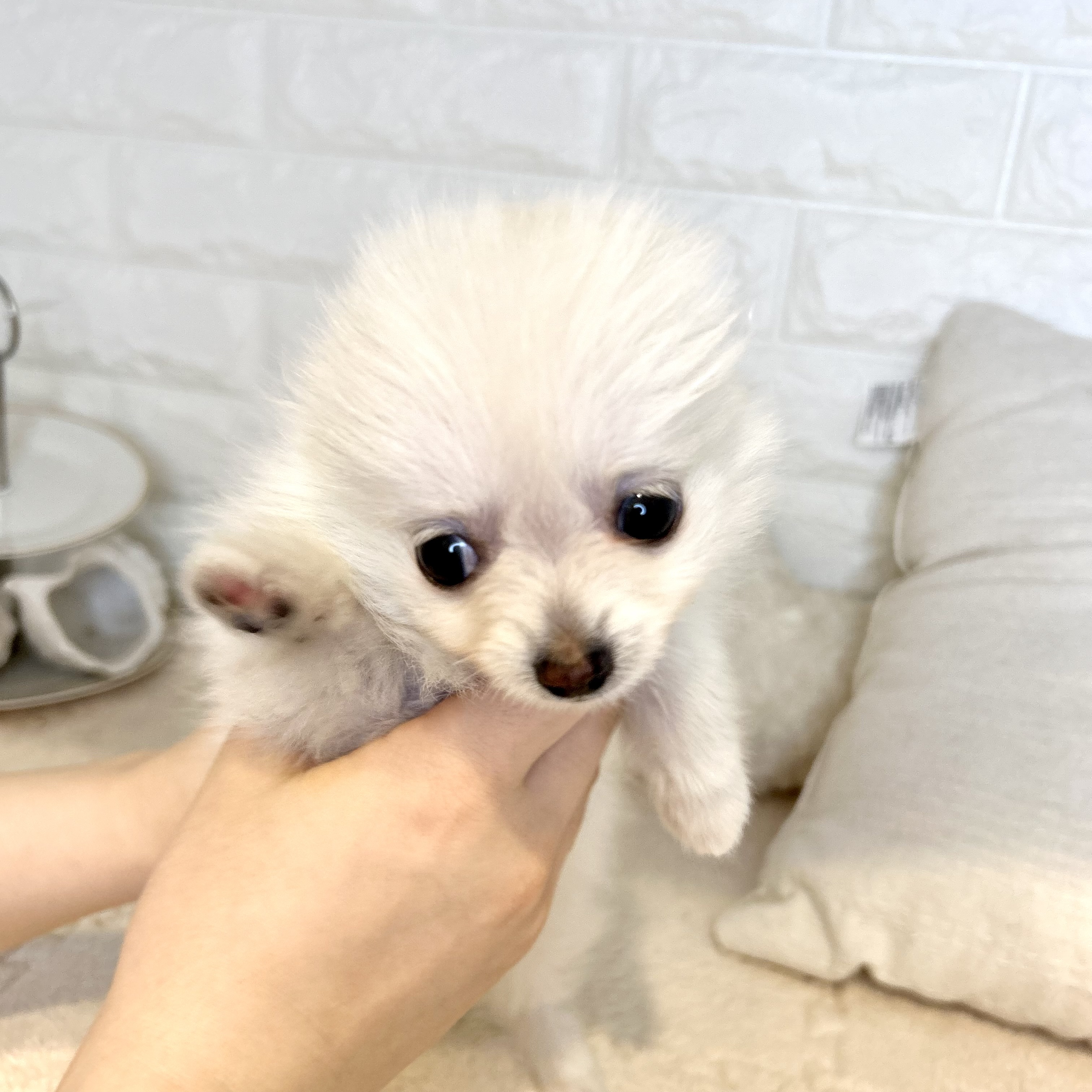 東京都のポメチワ/チワポメ/ポメチー(ポメラニアン×チワワ) (犬の家＆猫の里新宿店/2026年3月8日生まれ/女の子/クリーム)の子犬の4枚目の画像