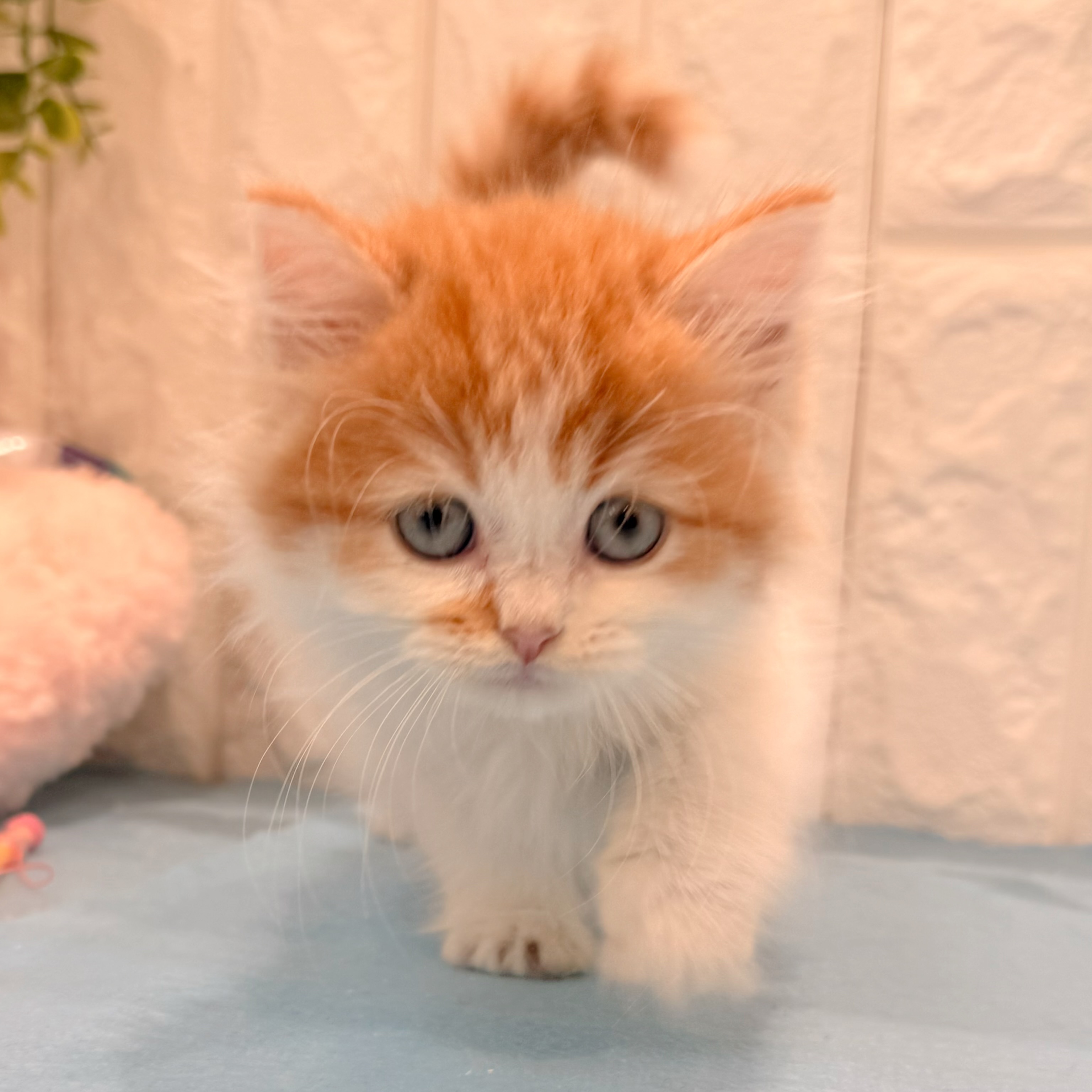 岡山県のスコティッシュストレート (犬の家＆猫の里倉敷店/2026年4月29日生まれ/男の子/レッドタビーホワイト)の子猫の4枚目の画像