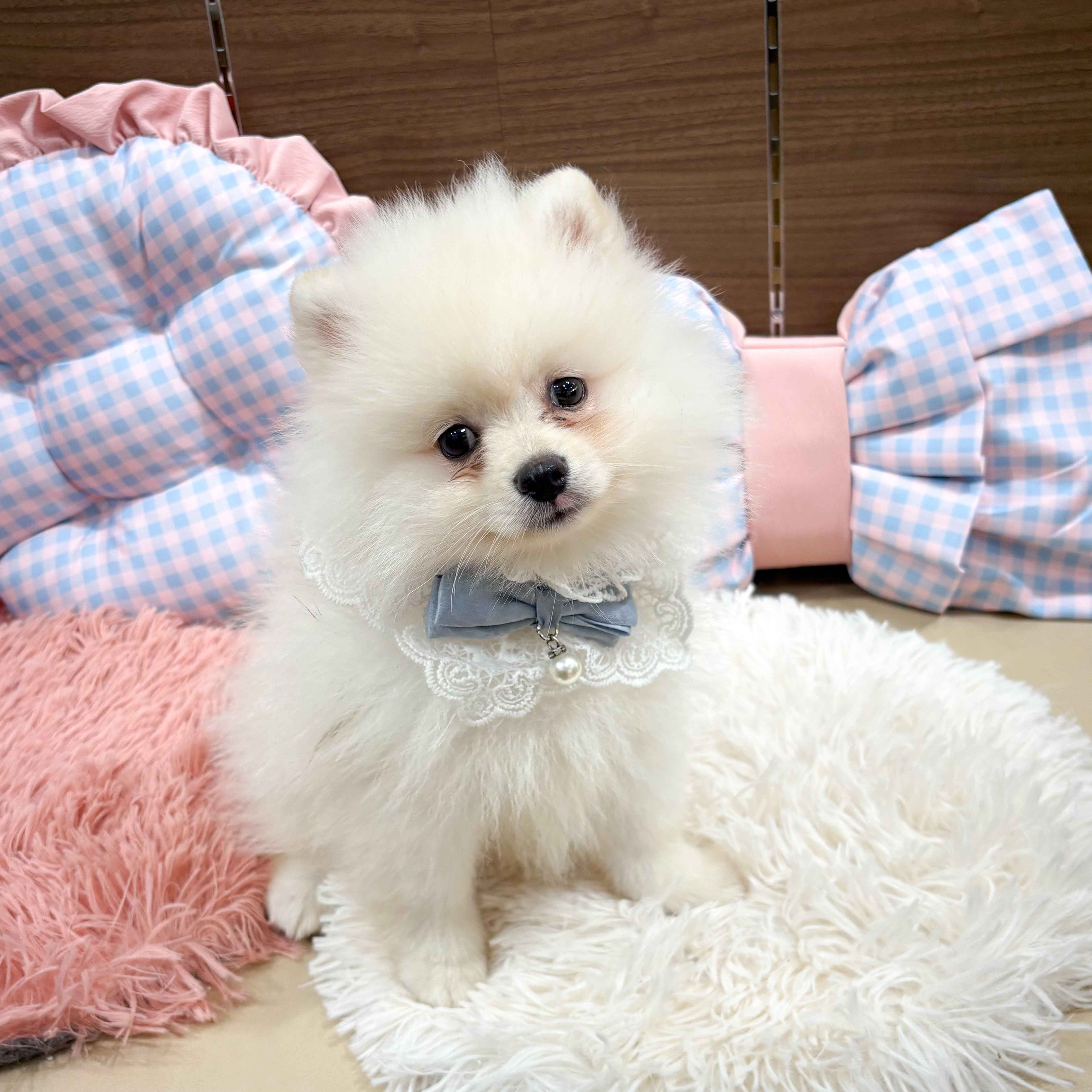 神奈川県のポメラニアン (犬の家＆猫の里元住吉ブレーメン通り店/2025年6月29日生まれ/男の子/クリーム)の子犬の4枚目の画像