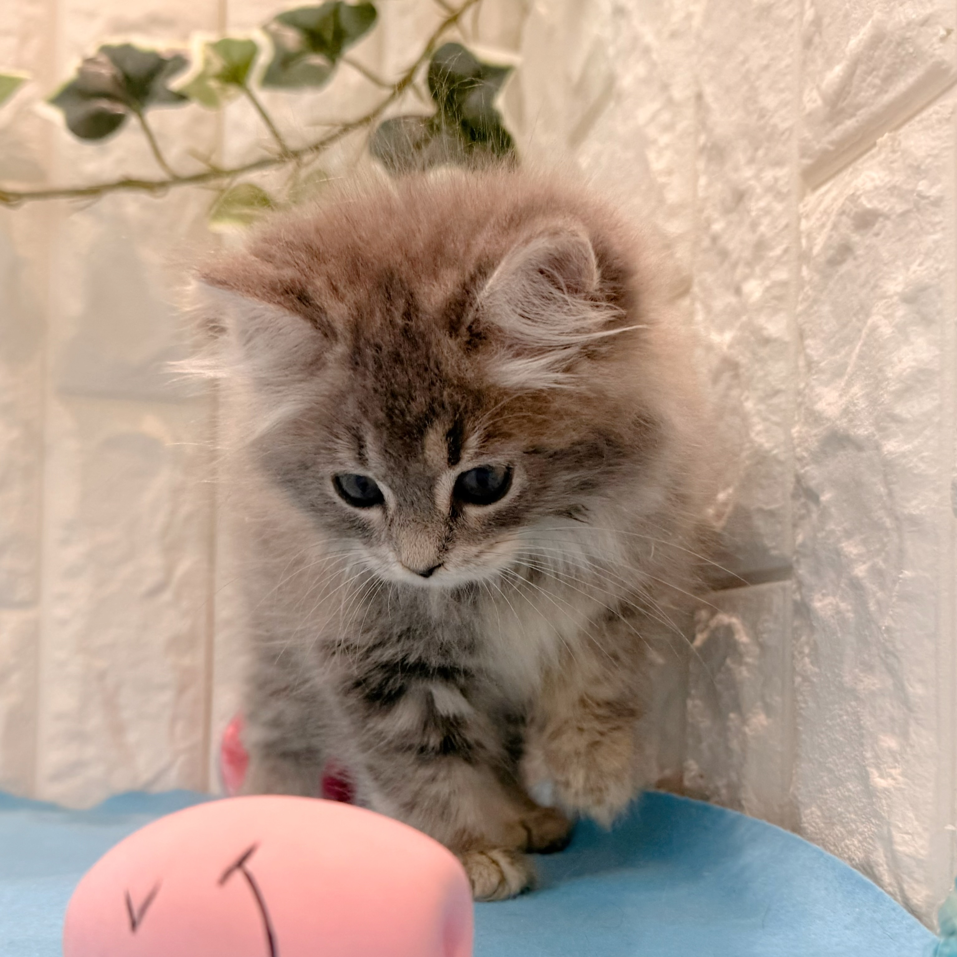 岡山県のサイベリアン (犬の家＆猫の里倉敷店/2026年5月1日生まれ/女の子/ブルータビー)の子猫の4枚目の画像