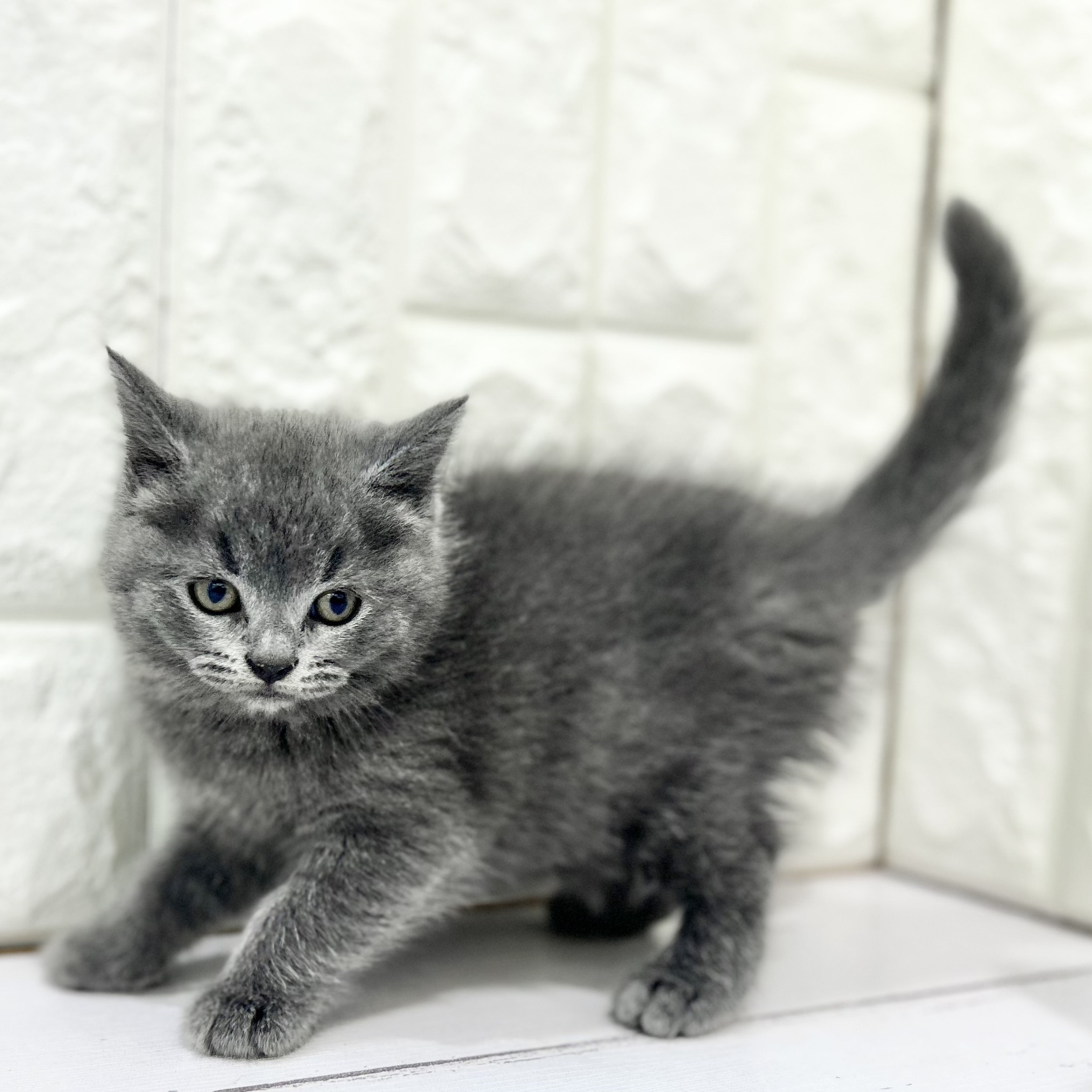 岡山県のブリティッシュショートヘアー (犬の家＆猫の里倉敷店/2025年5月9日生まれ/女の子/ブルー)の子猫の4枚目の画像