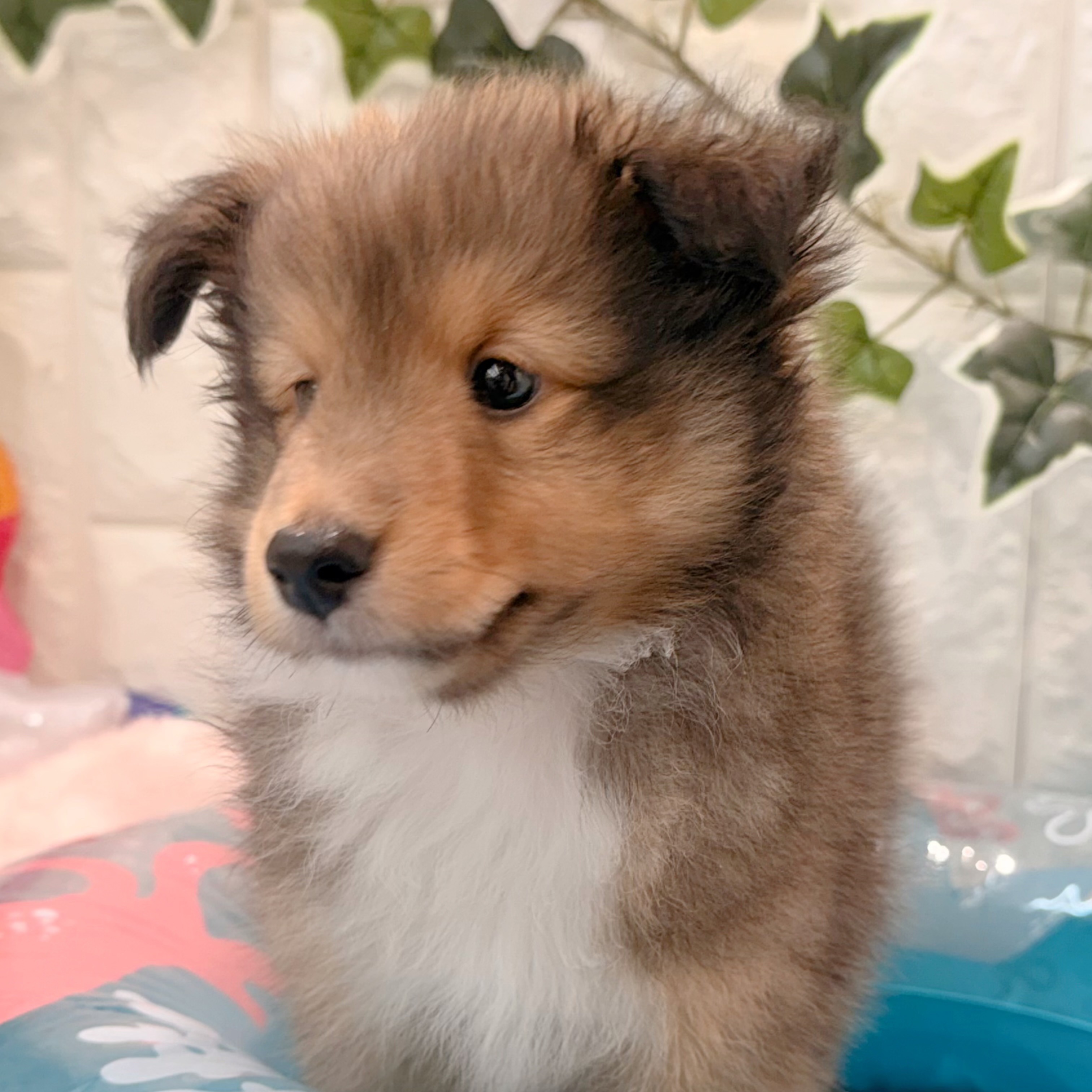 岡山県のシェットランドシープドッグ (犬の家＆猫の里倉敷店/2026年4月30日生まれ/男の子/セーブルホワイト)の子犬の4枚目の画像