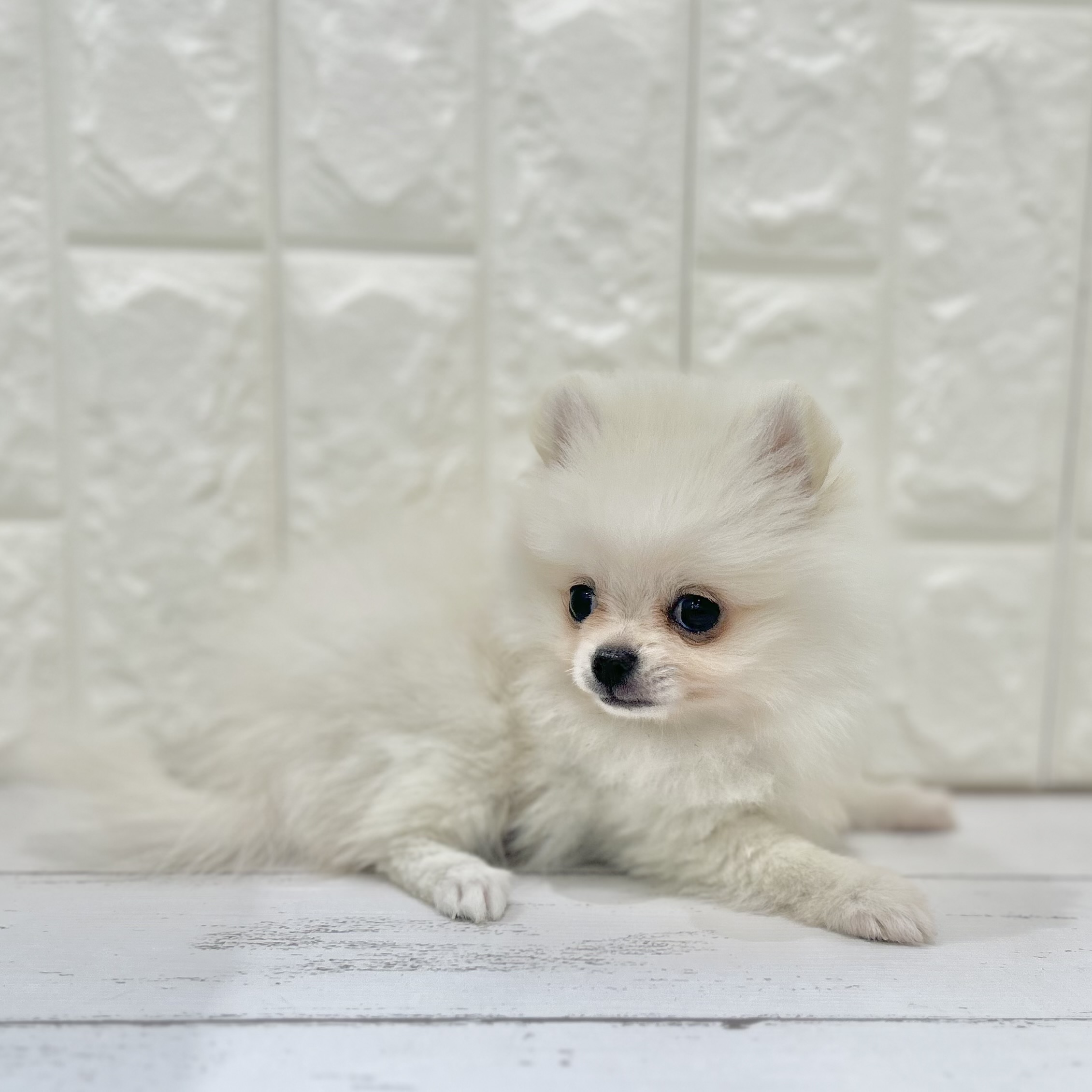 ハーフ犬男の子の写真