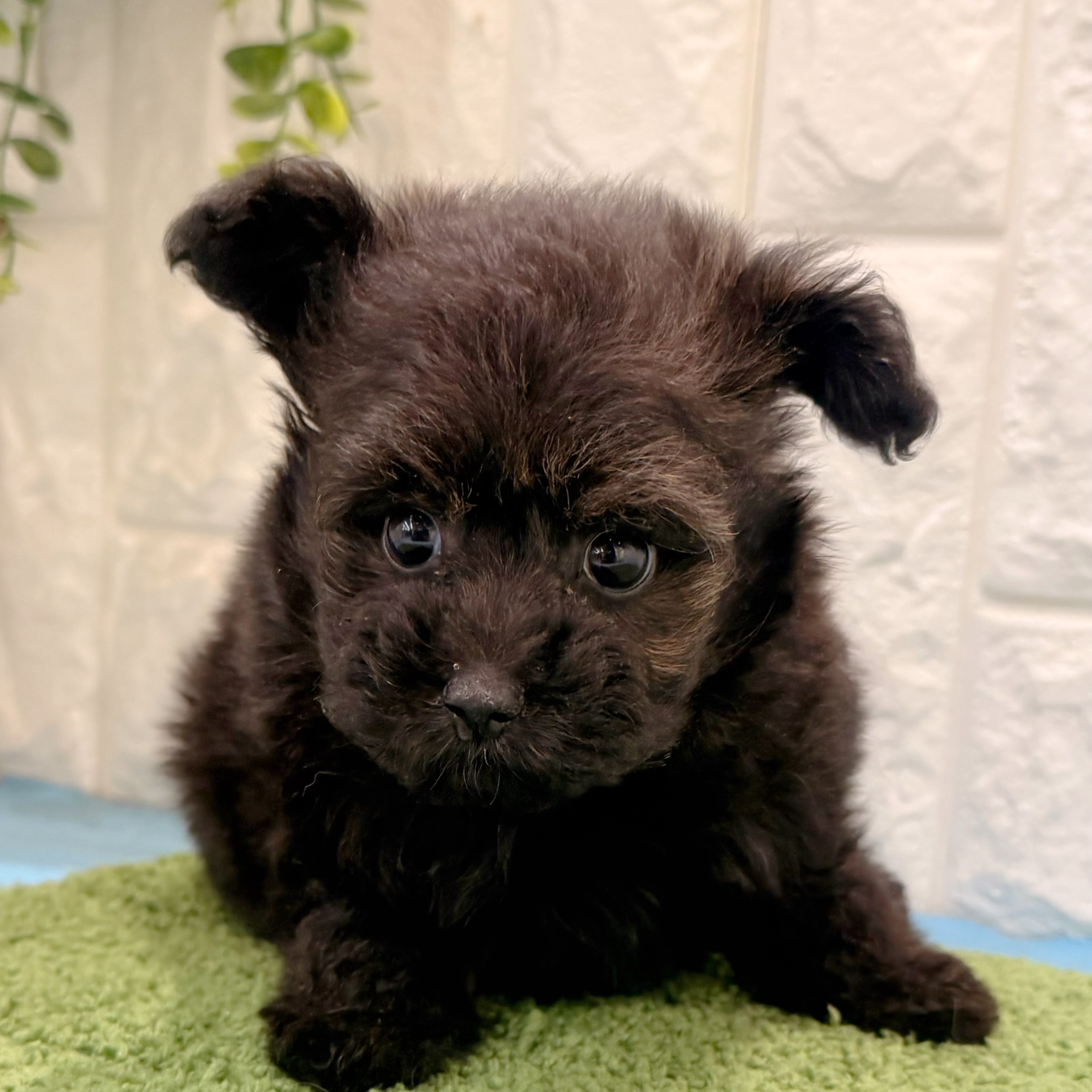 岡山県のポメプー(ポメラニアン×プードル) (犬の家＆猫の里倉敷店/2026年5月2日生まれ/女の子/ブラック)の子犬の4枚目の画像