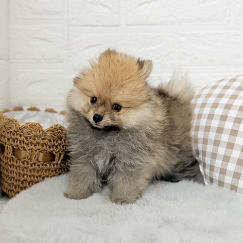 愛知県のポメラニアン (犬の家＆猫の里豊川インター店/2025年7月22日生まれ/男の子/オレンジセーブル)の子犬の4枚目の画像
