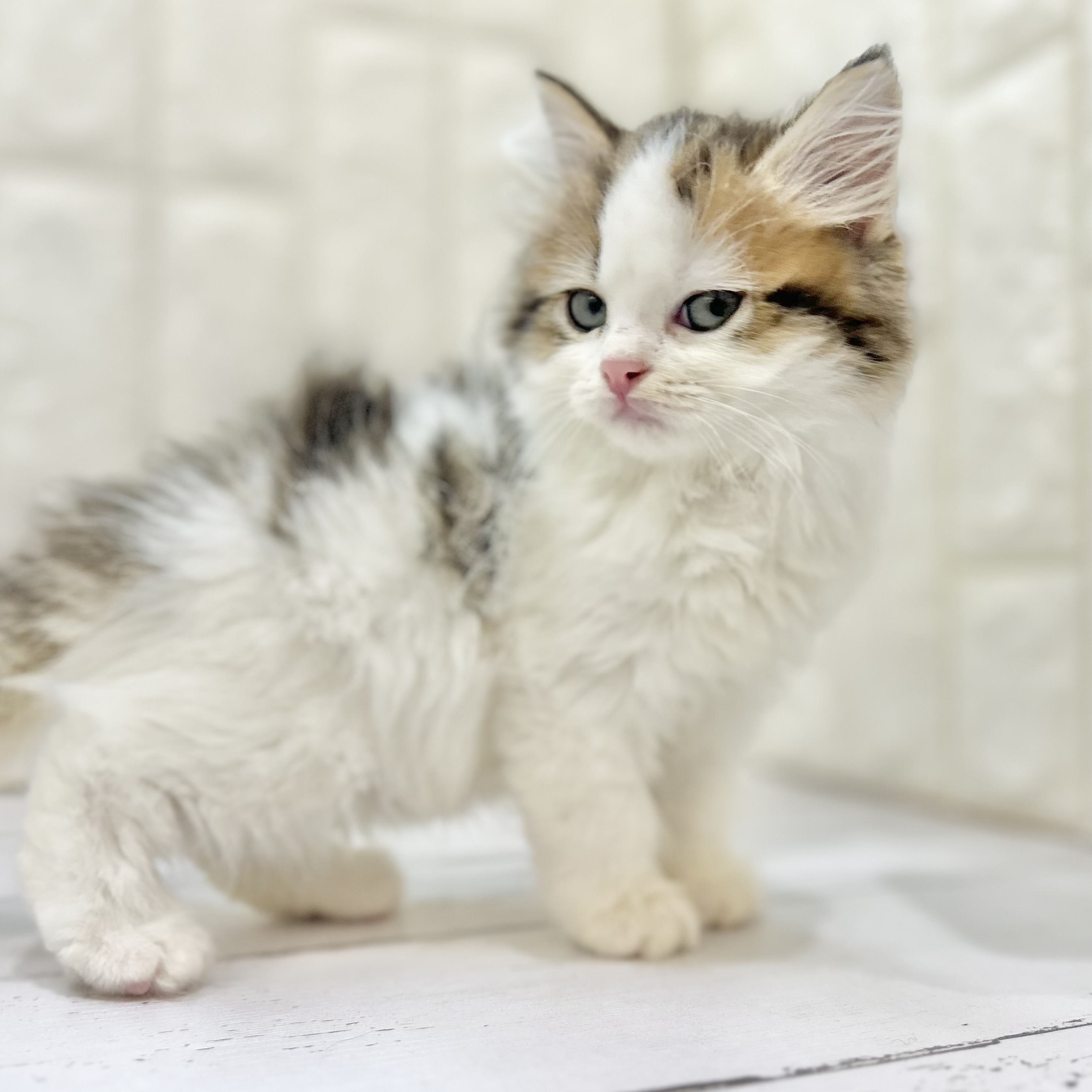 岡山県のスコティッシュストレート (犬の家＆猫の里倉敷店/2025年5月4日生まれ/男の子/ブラウンタビーホワイト)の子猫の4枚目の画像